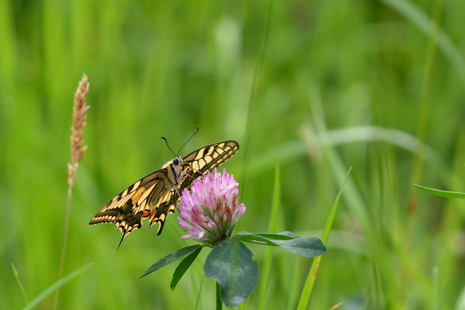 Nikon D5200 sample photo. Butterfly, lepidoptera, insect photography