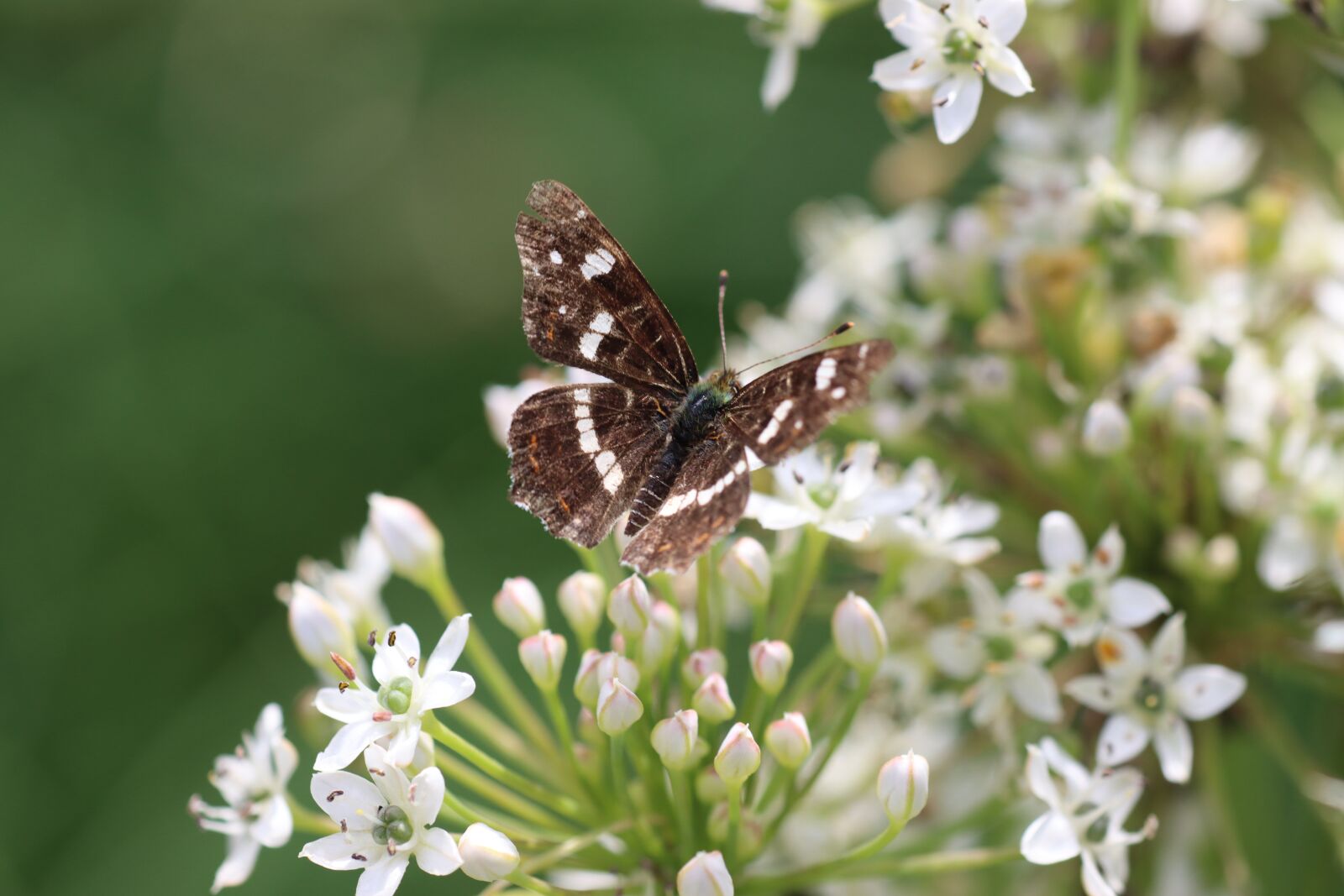 Canon EF 180mm F3.5L Macro USM sample photo. Butterfly, drexel, insect photography