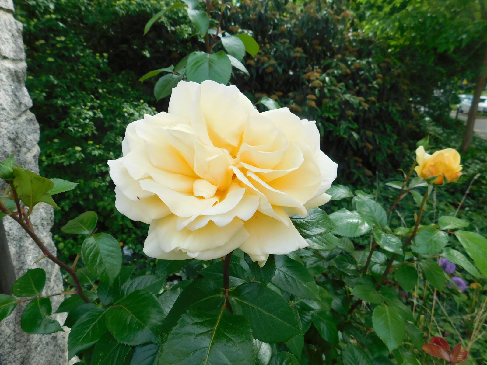 Nikon Coolpix B500 sample photo. Rose, flower, blossom photography