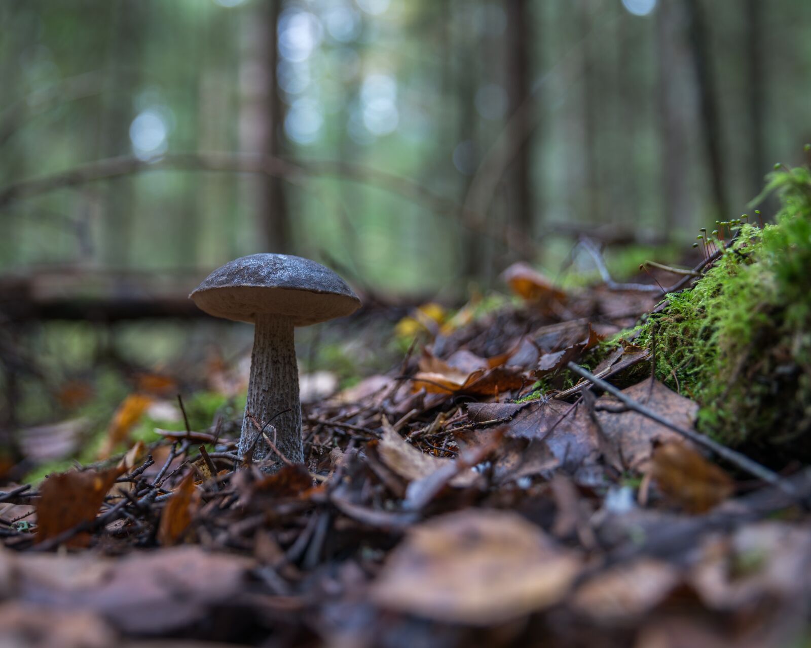 Canon EF 24-70mm F2.8L II USM sample photo. Podberjozovik, forest, mushroom photography