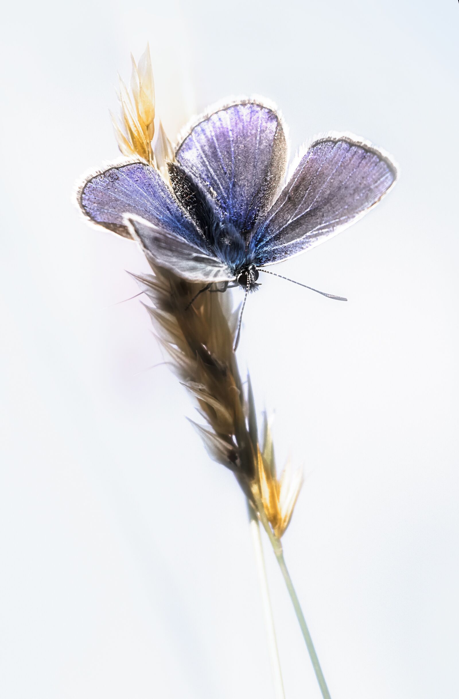 Canon EF-S 18-135mm F3.5-5.6 IS USM sample photo. Butterfly, serenity, summer photography