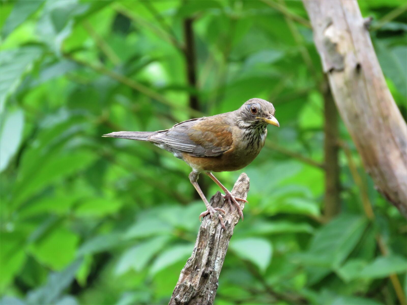 Canon PowerShot SX60 HS sample photo. Tropical bird, bird on photography