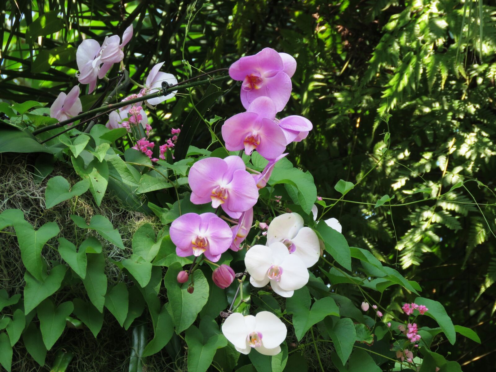 Canon PowerShot SX60 HS sample photo. Flower, beautiful, pink photography