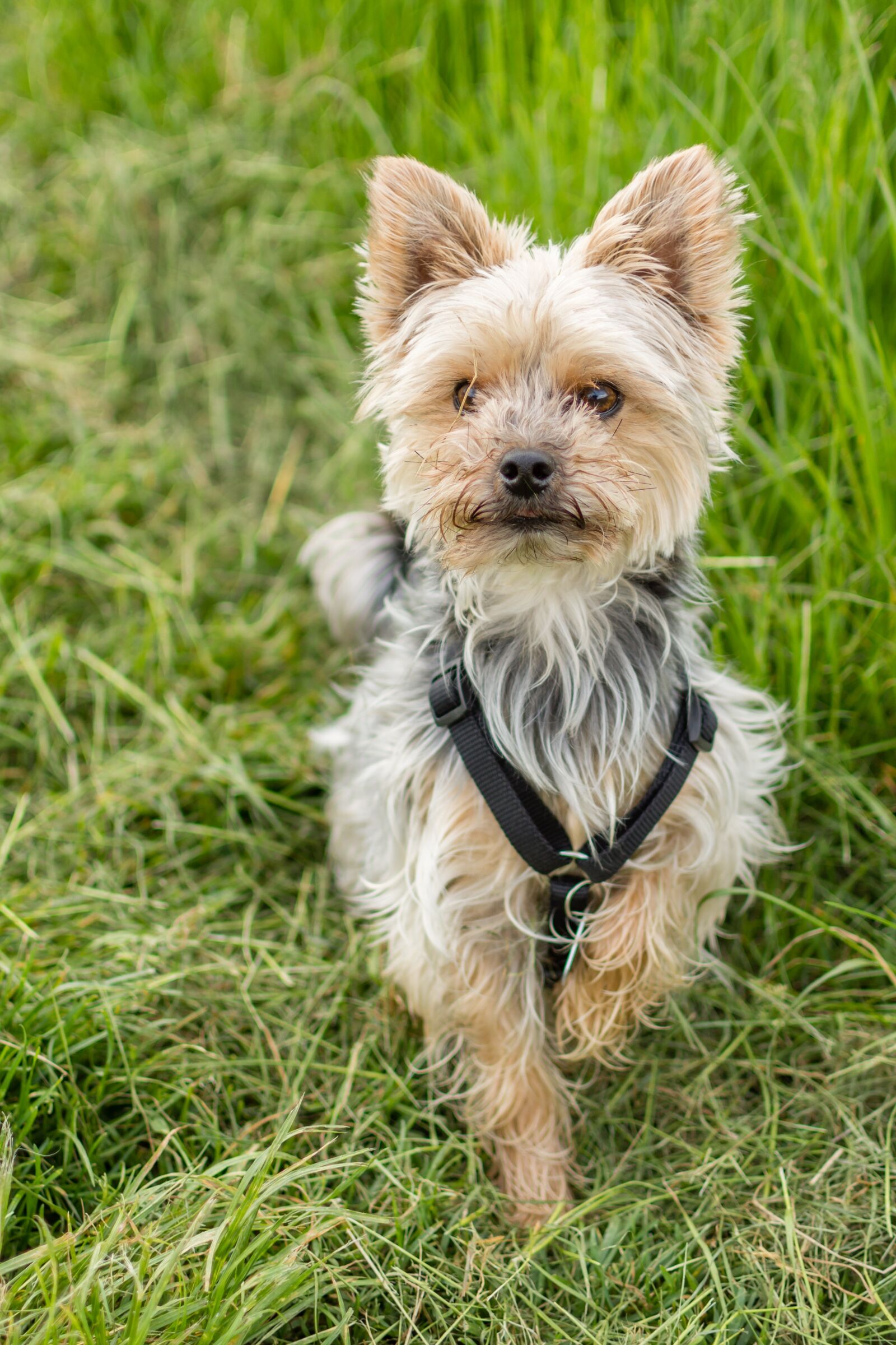 Nikon D7200 sample photo. Dog, yorkshire, terrier photography