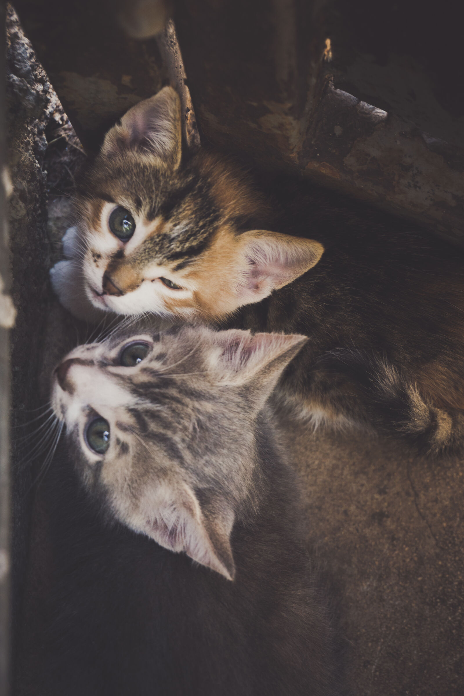 Sony a6000 sample photo. Animal, animal, photography, beautiful photography