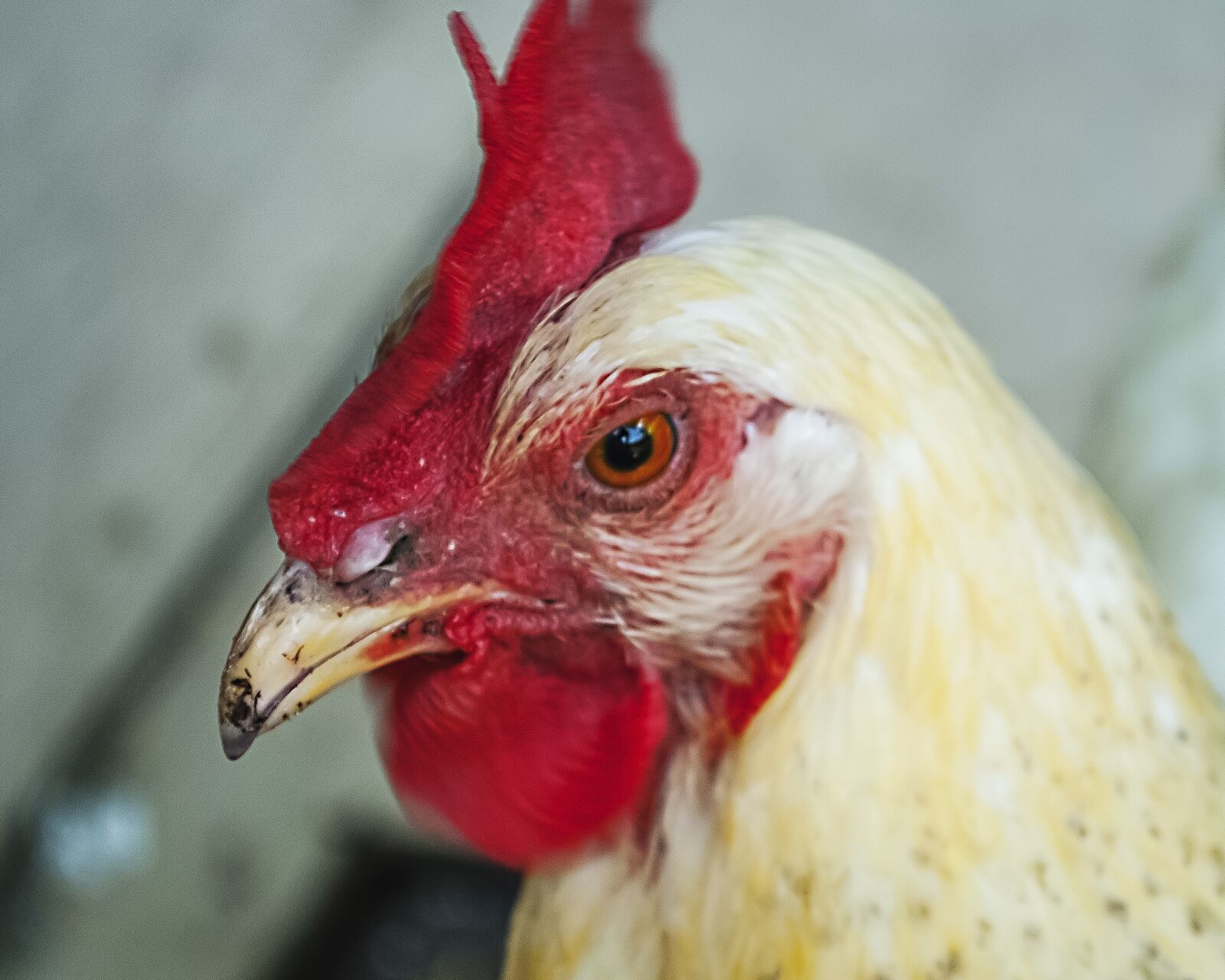 Nikon D3000 sample photo. Chicken, poultry, bird photography