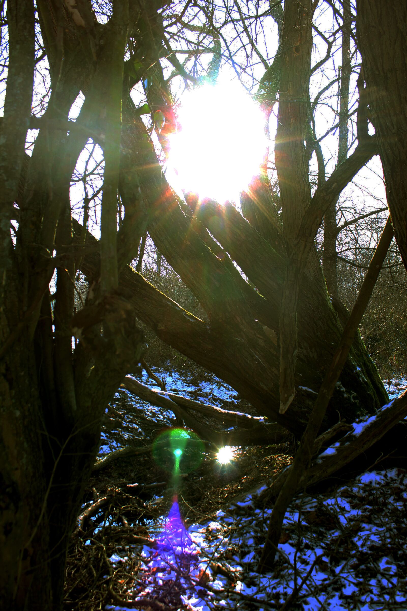 Canon EOS 600D (Rebel EOS T3i / EOS Kiss X5) sample photo. Wald, winter, schnee photography
