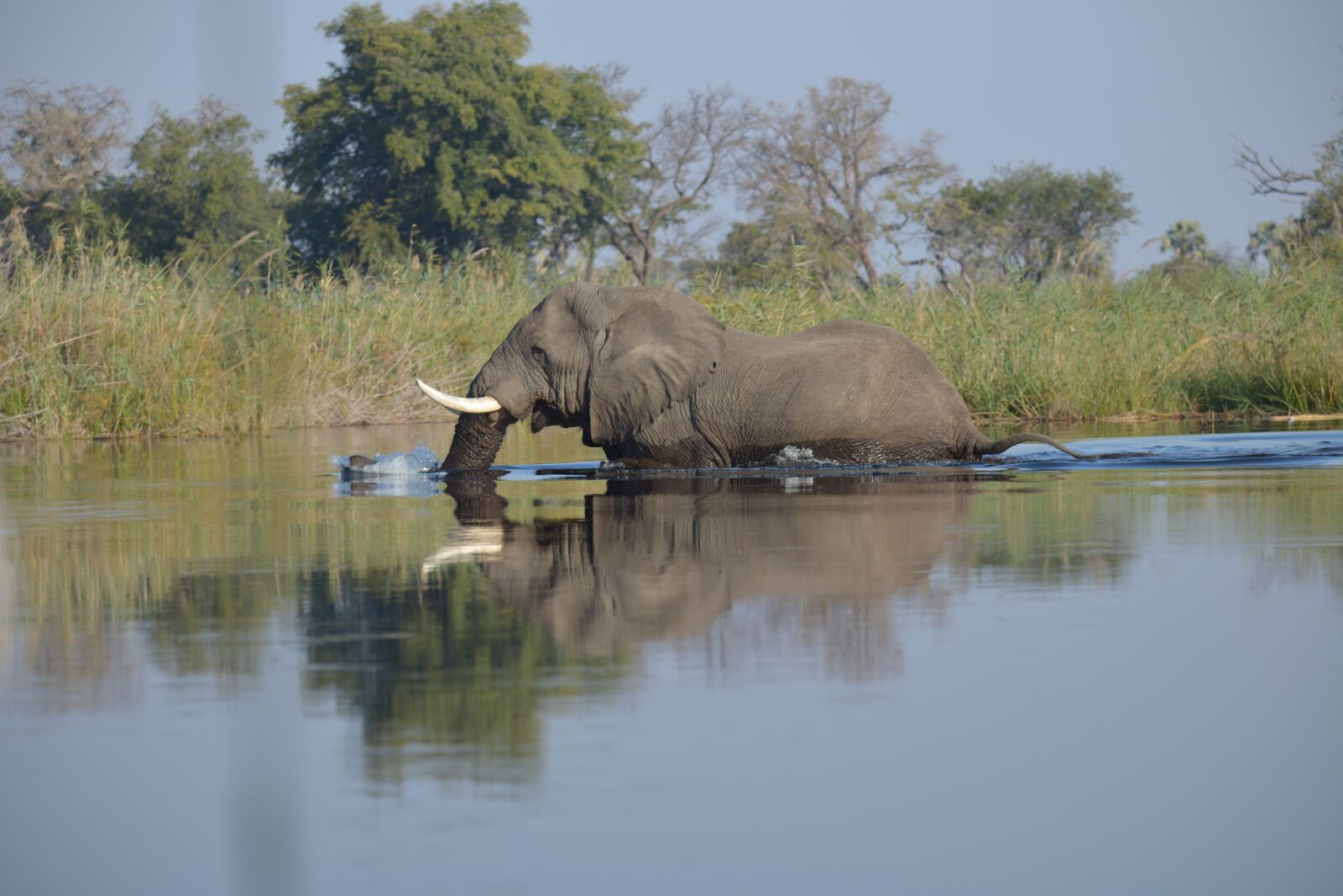 Nikon D800 sample photo. Elephant, botswana, africa photography