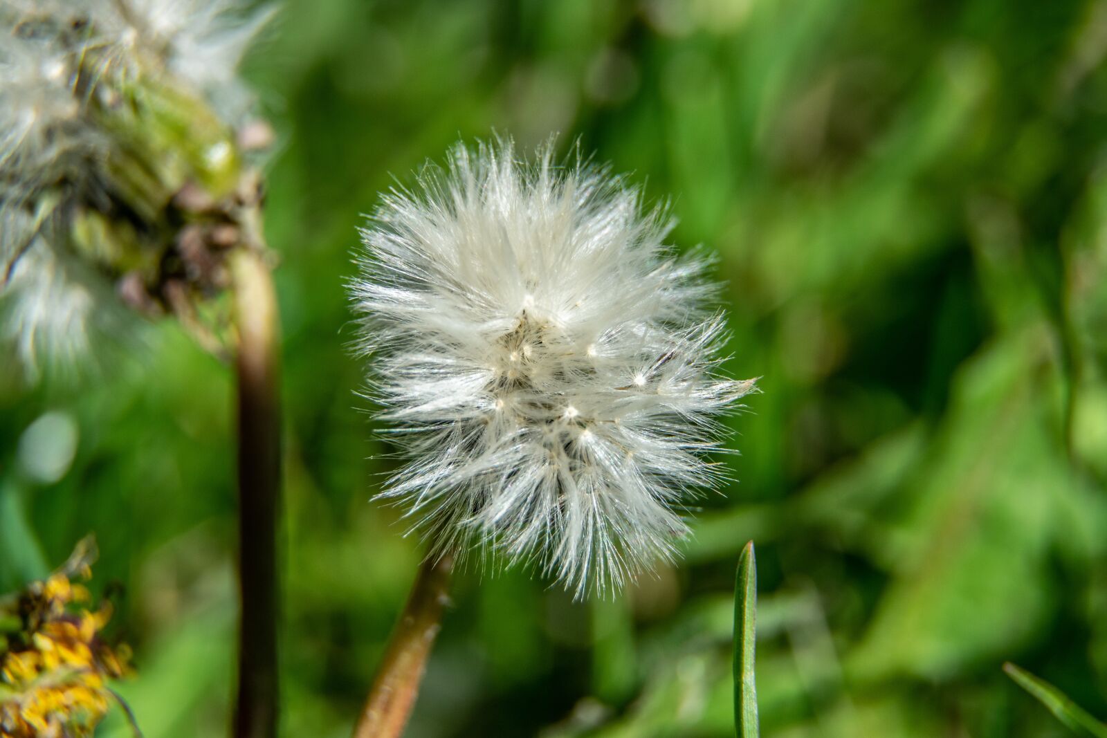 Nikon D3300 sample photo. Garden, flower, dandelion photography