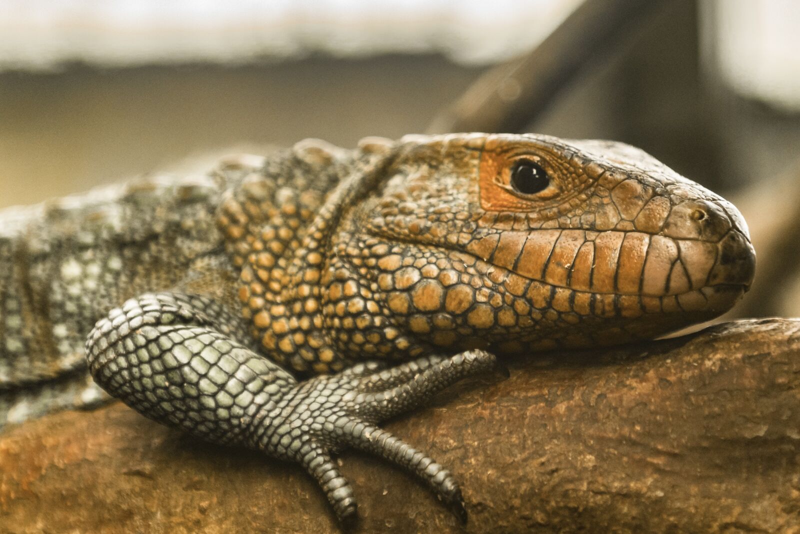 Nikon D500 sample photo. Reptile, animal world, nature photography
