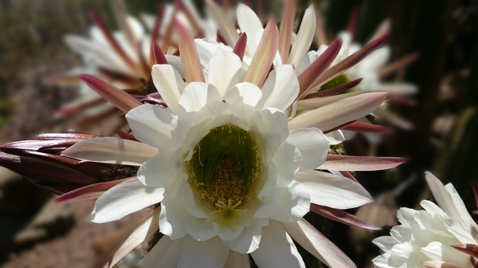 Sony Xperia Z2 sample photo. Beautiful, flowers, bloom, blossom photography