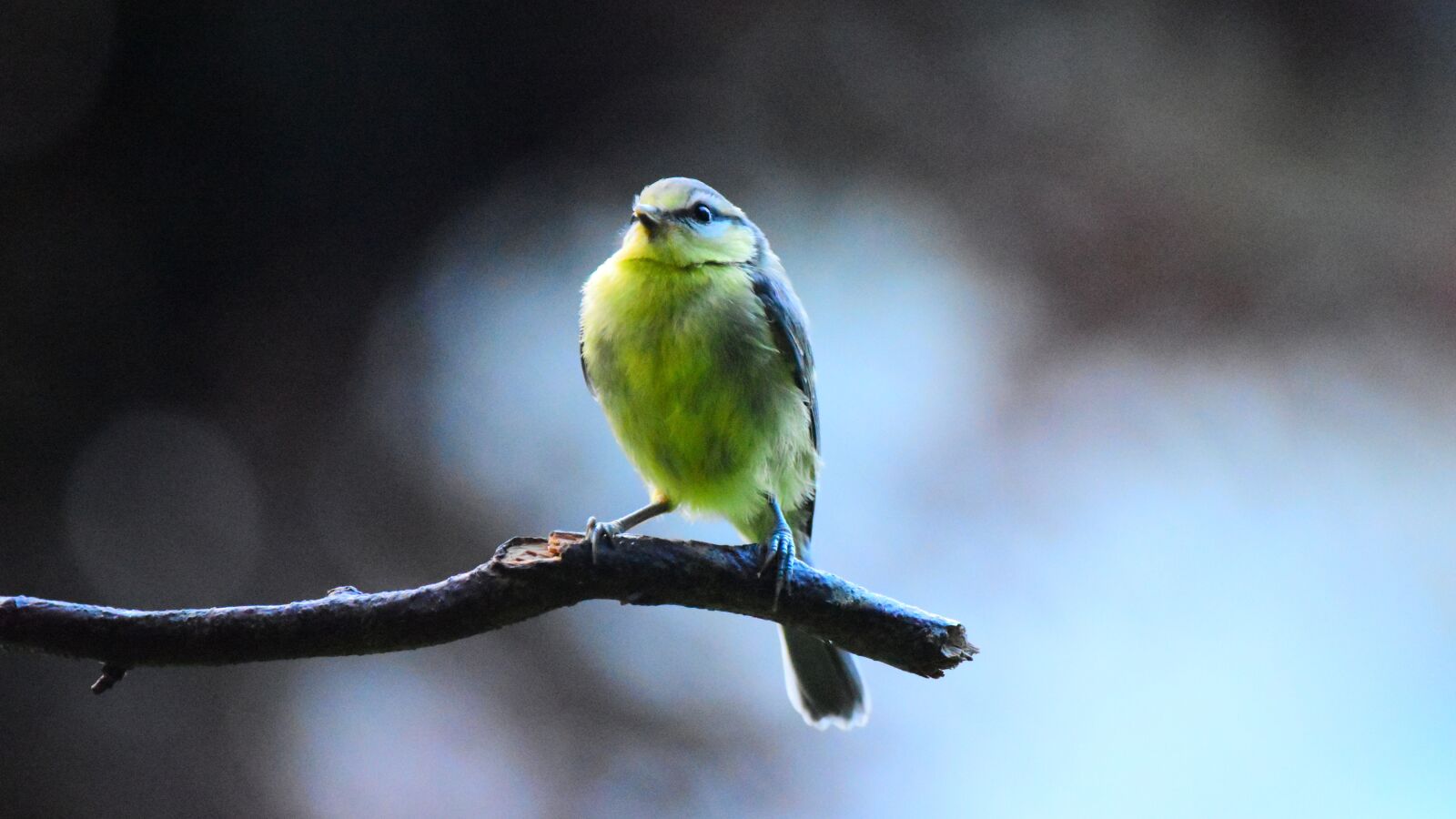 Nikon D3500 sample photo. Blue tit, bird, tit photography