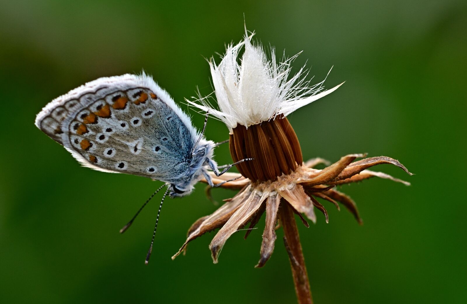 Nikon D5200 sample photo. Butterfly, common blue, morning photography