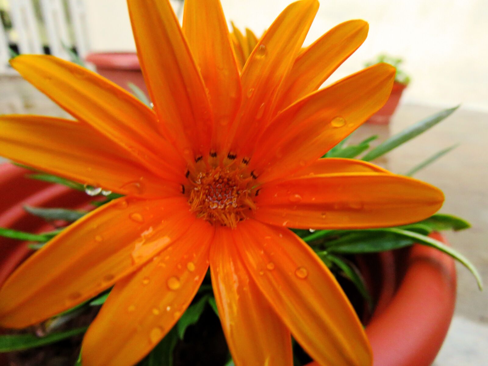 Canon PowerShot SX60 HS sample photo. Star flower, orange flower photography