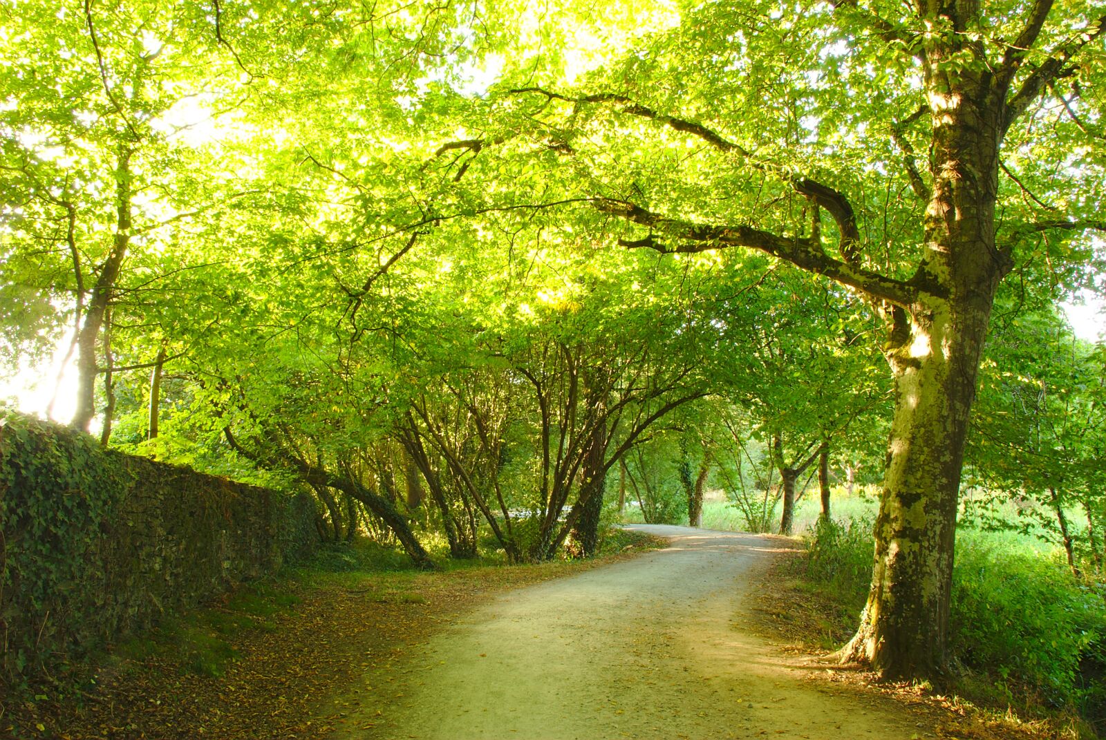 Nikon D80 sample photo. Path, trees, low wall photography
