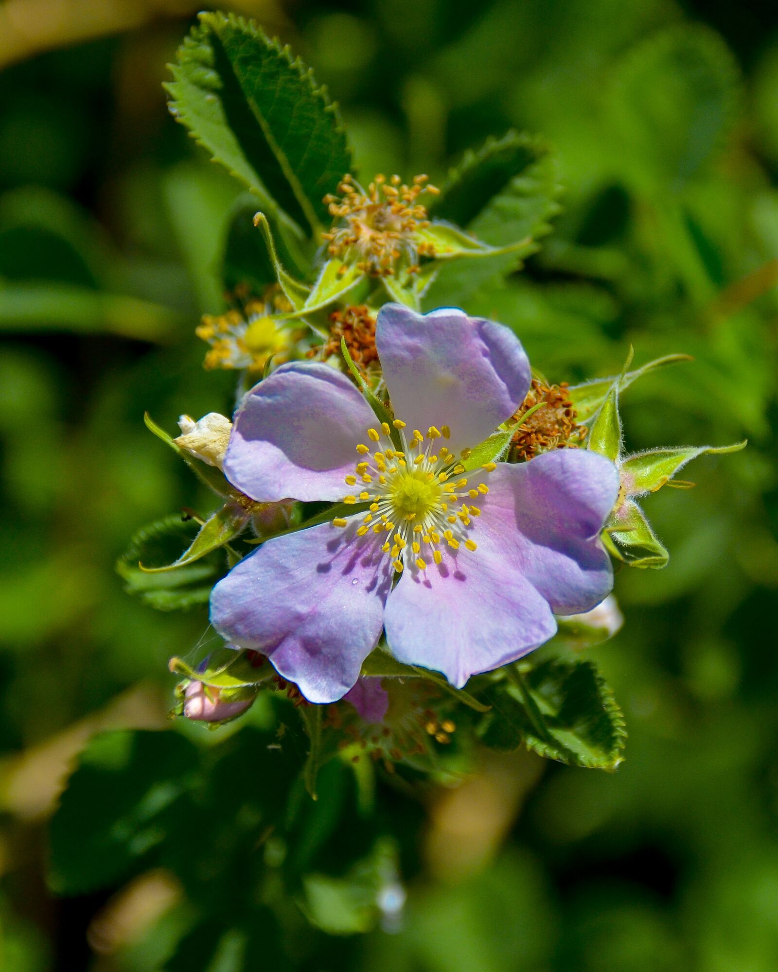 Nikon D7000 sample photo. Flower, flora, nature photography
