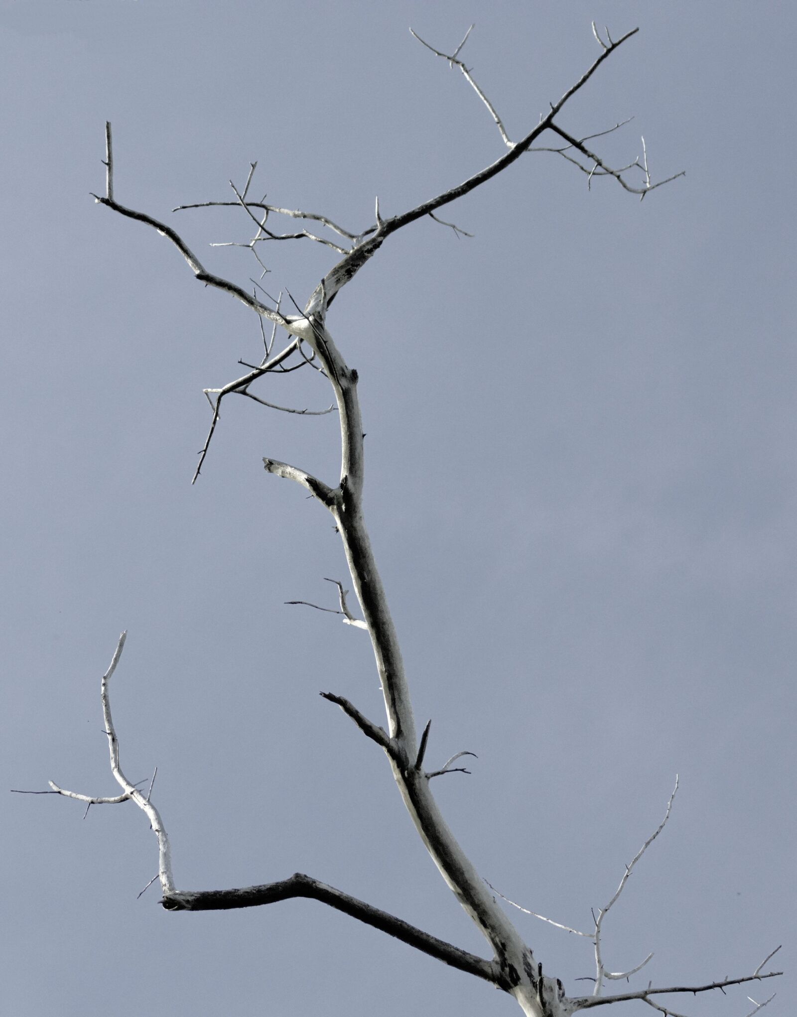 Nikon D7100 sample photo. Tree, green, nature photography