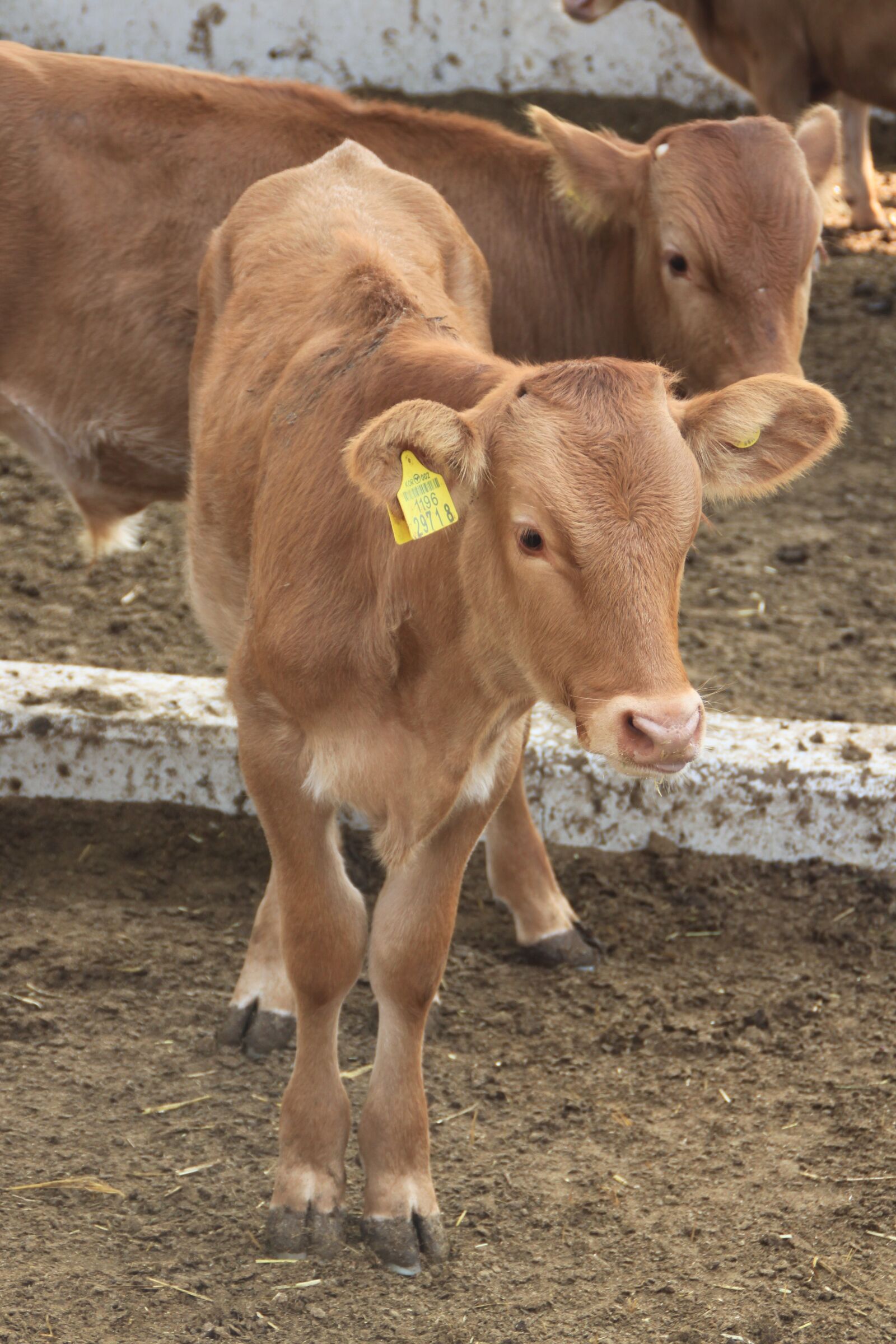 Canon EOS 500D (EOS Rebel T1i / EOS Kiss X3) sample photo. Boss taurus, farm, veal photography
