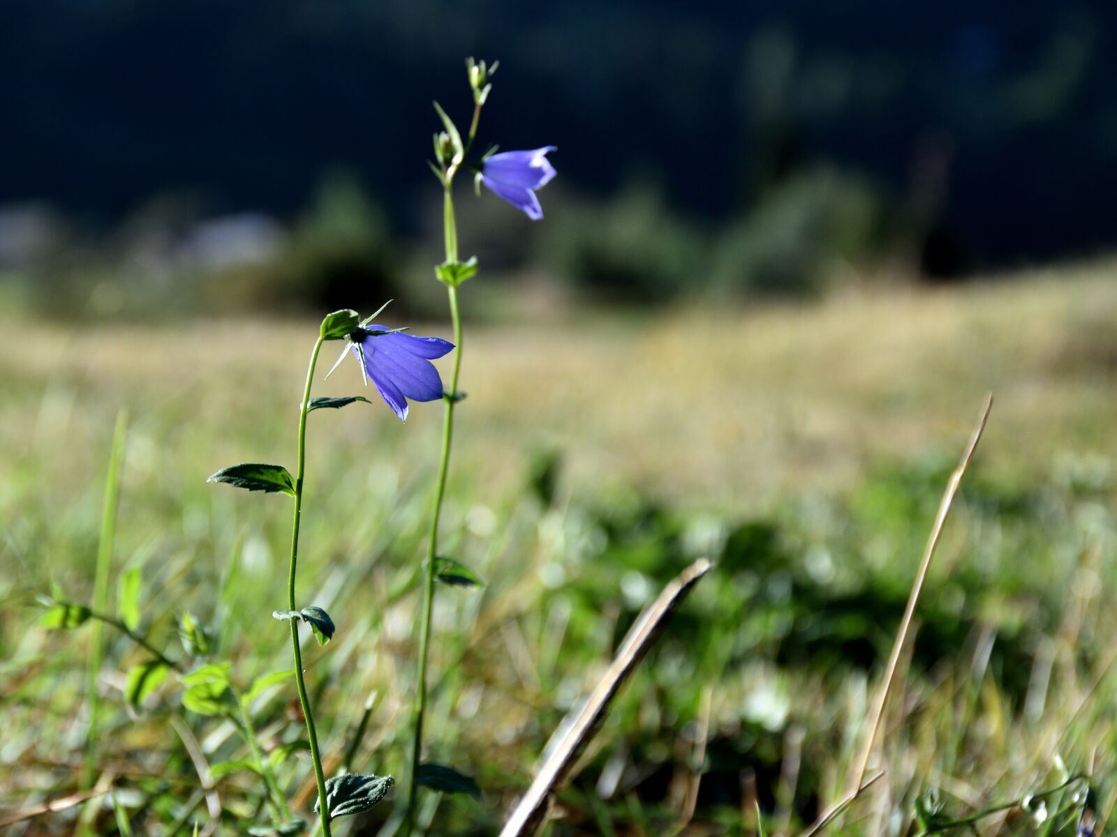 Nikon D5500 sample photo. Flower, meadow, blue photography