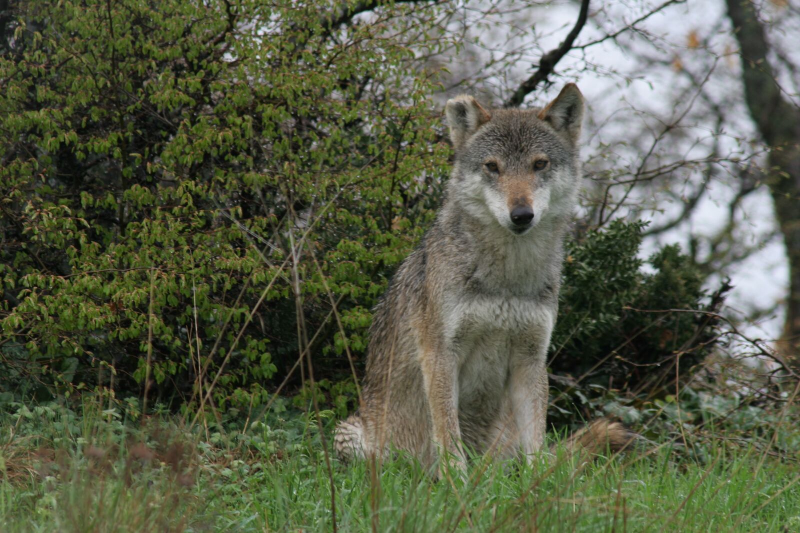Canon EOS 20D sample photo. Gray wolf, wild life photography