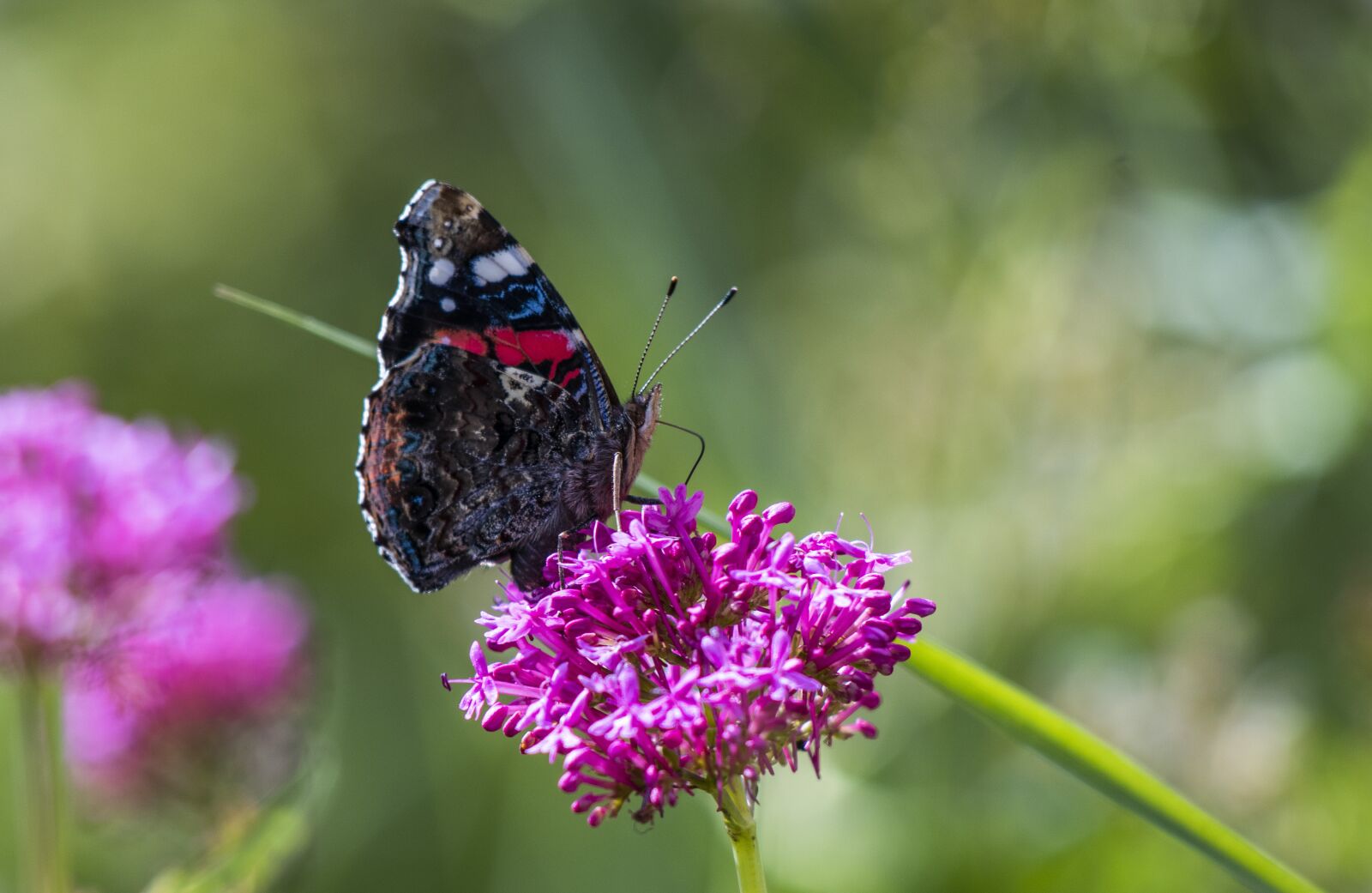 Canon EF 70-300 F4-5.6 IS II USM sample photo. Butterfly, nature, spring photography