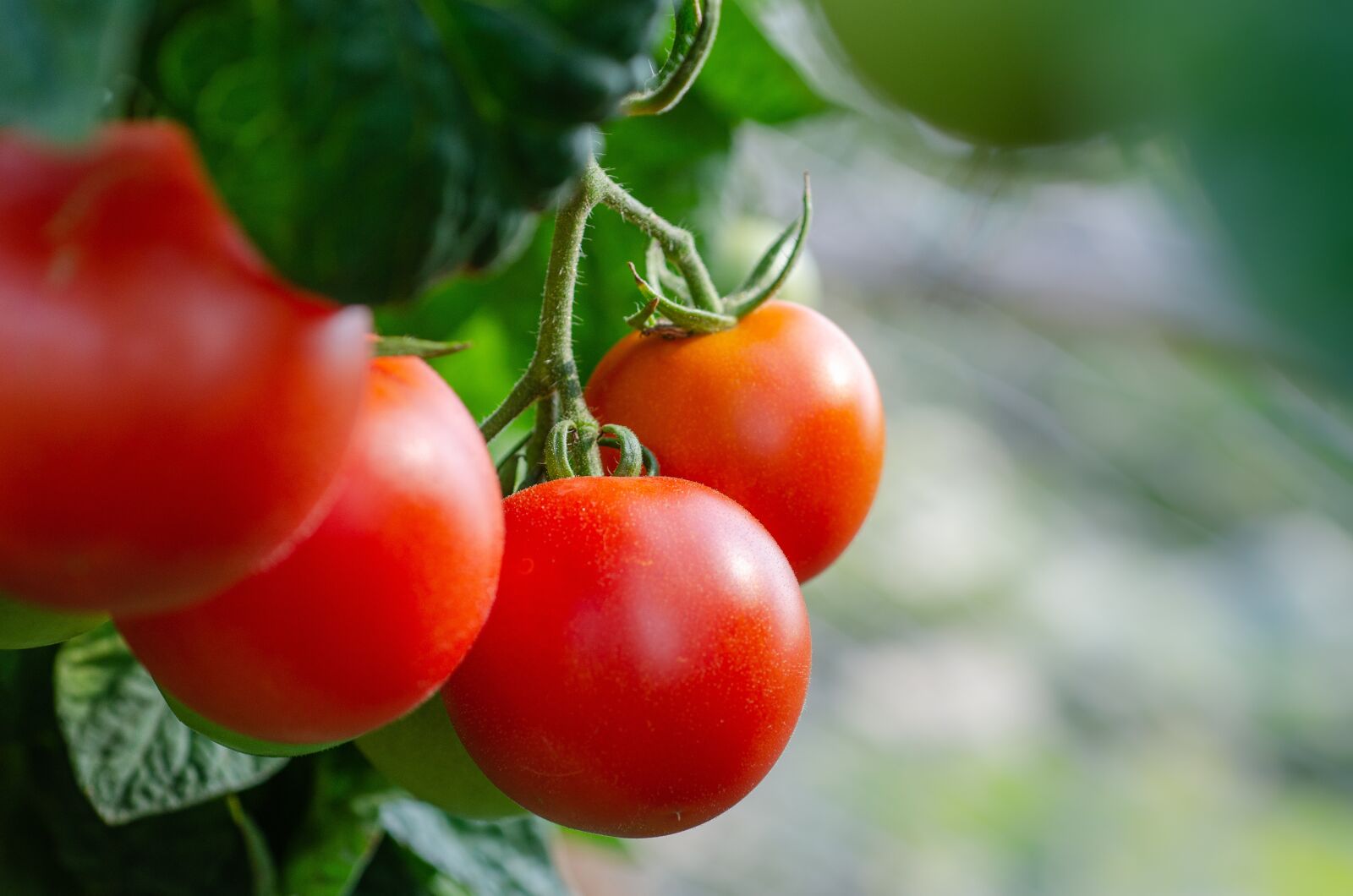 Nikon D7000 sample photo. Tomatoes, fresh, bush photography