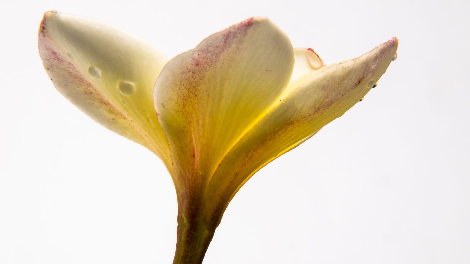 Fujifilm X-S1 sample photo. Flower, blossom, bloom photography