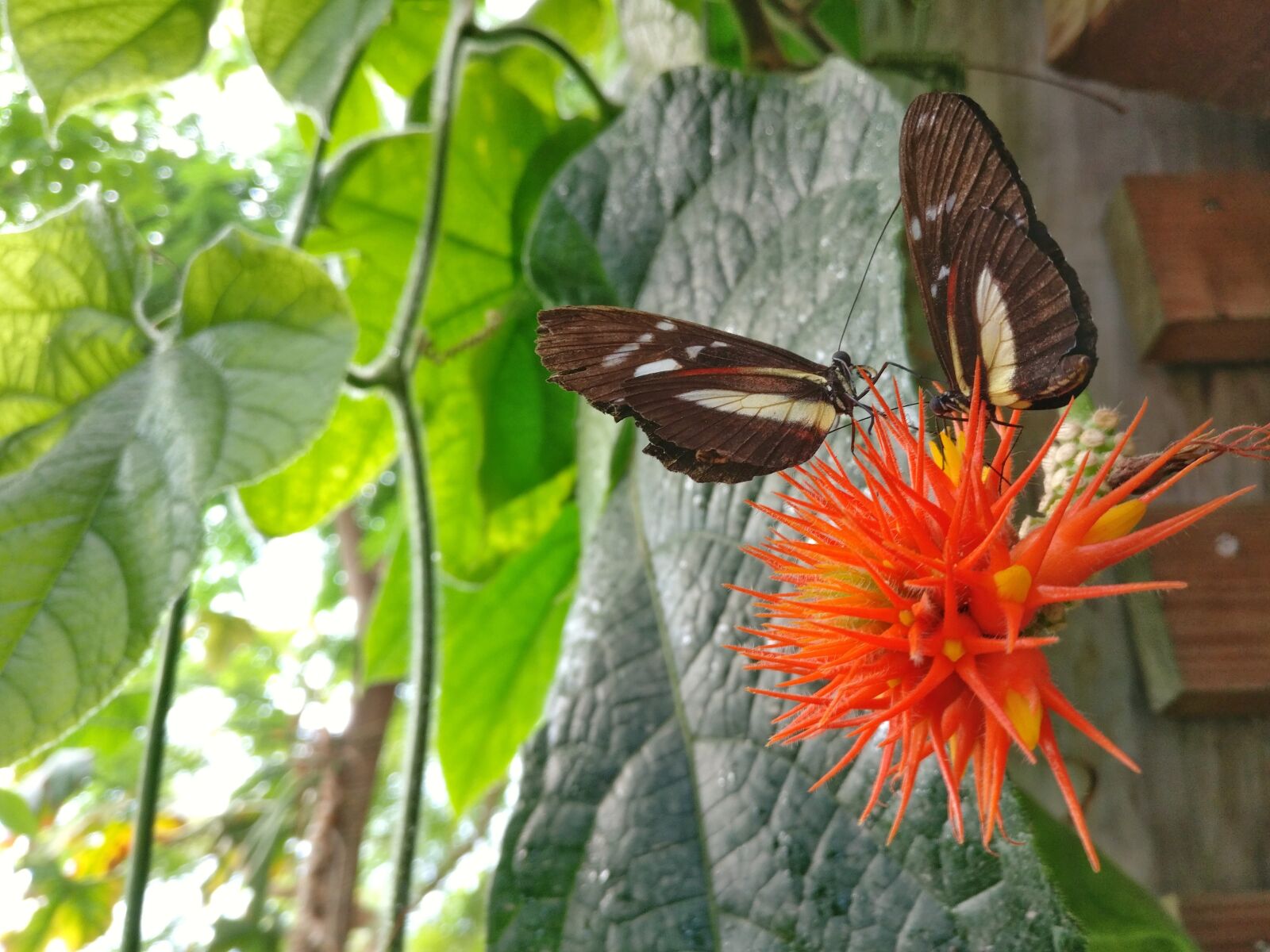 OnePlus A3003 sample photo. Butterfly, green, nature photography