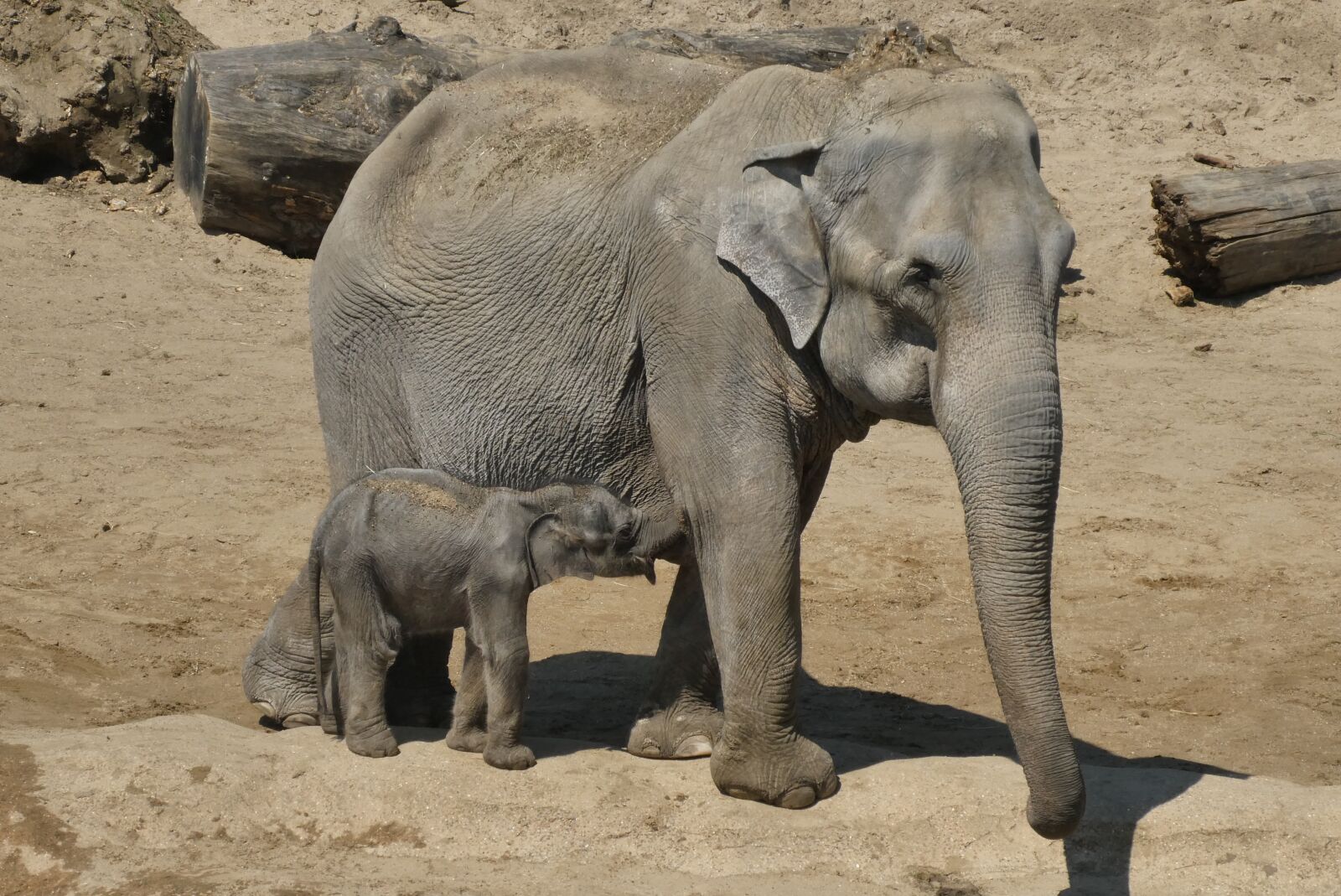 Panasonic Lumix DC-ZS70 (Lumix DC-TZ90) sample photo. Elephant with boy, zoo photography