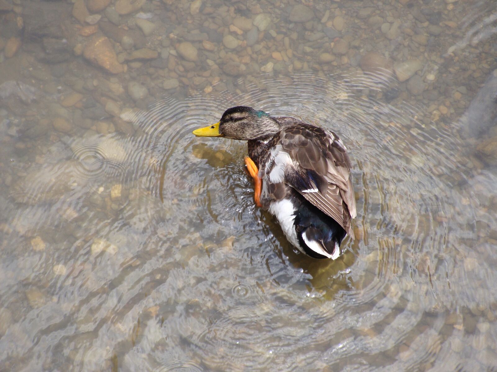 Sony Cyber-shot DSC-H10 sample photo. Duck, ave, mallard photography