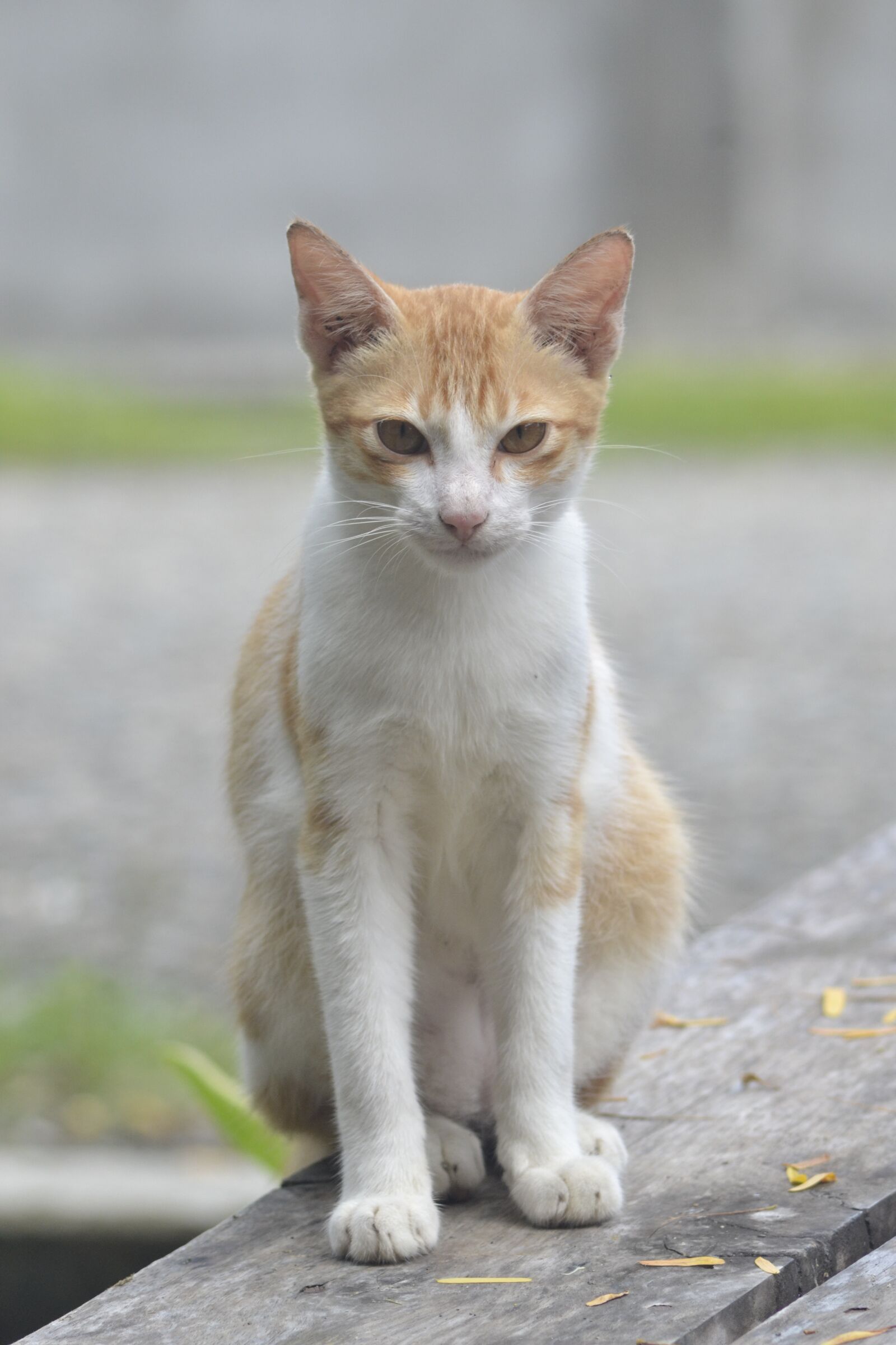 Nikon D3100 sample photo. Cat, tabby cat, yellow photography