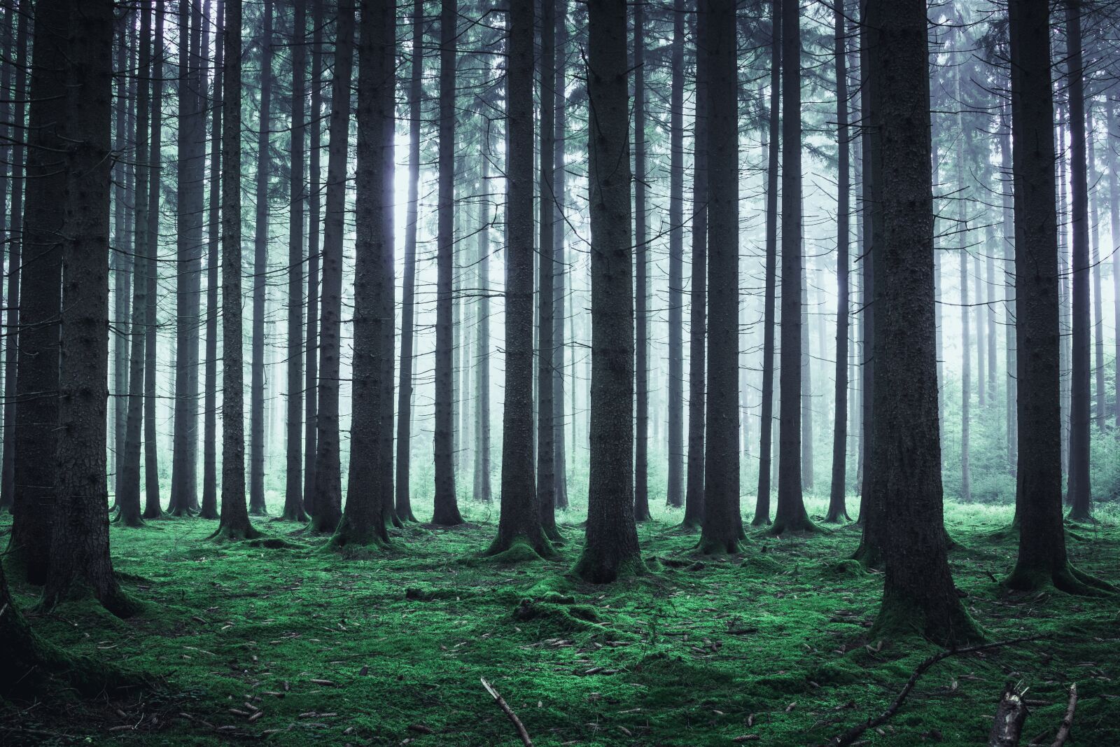 Canon EOS 80D sample photo. Forest, fog, nature photography