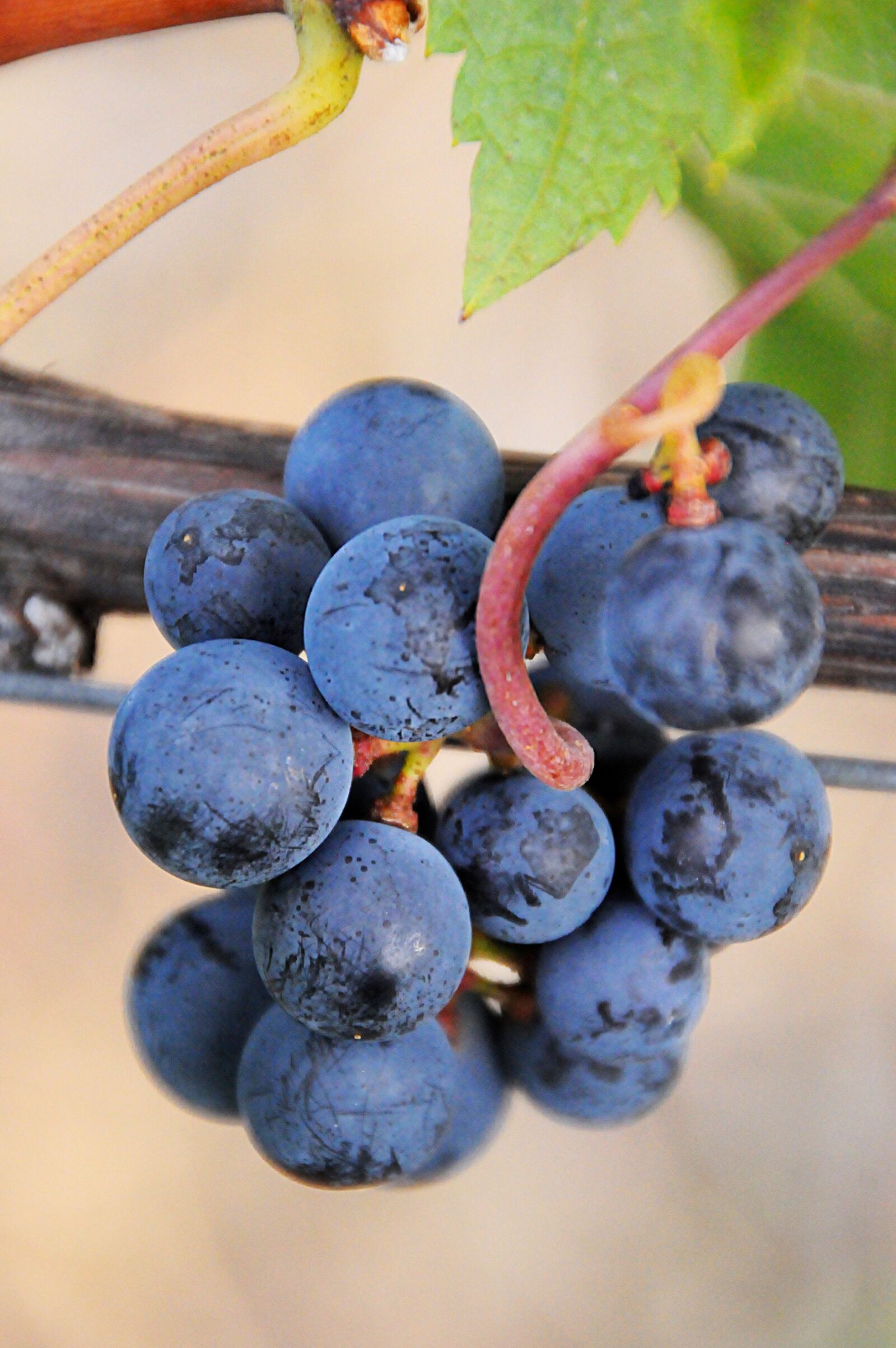 Nikon D3200 sample photo. Grape, blue, plant photography
