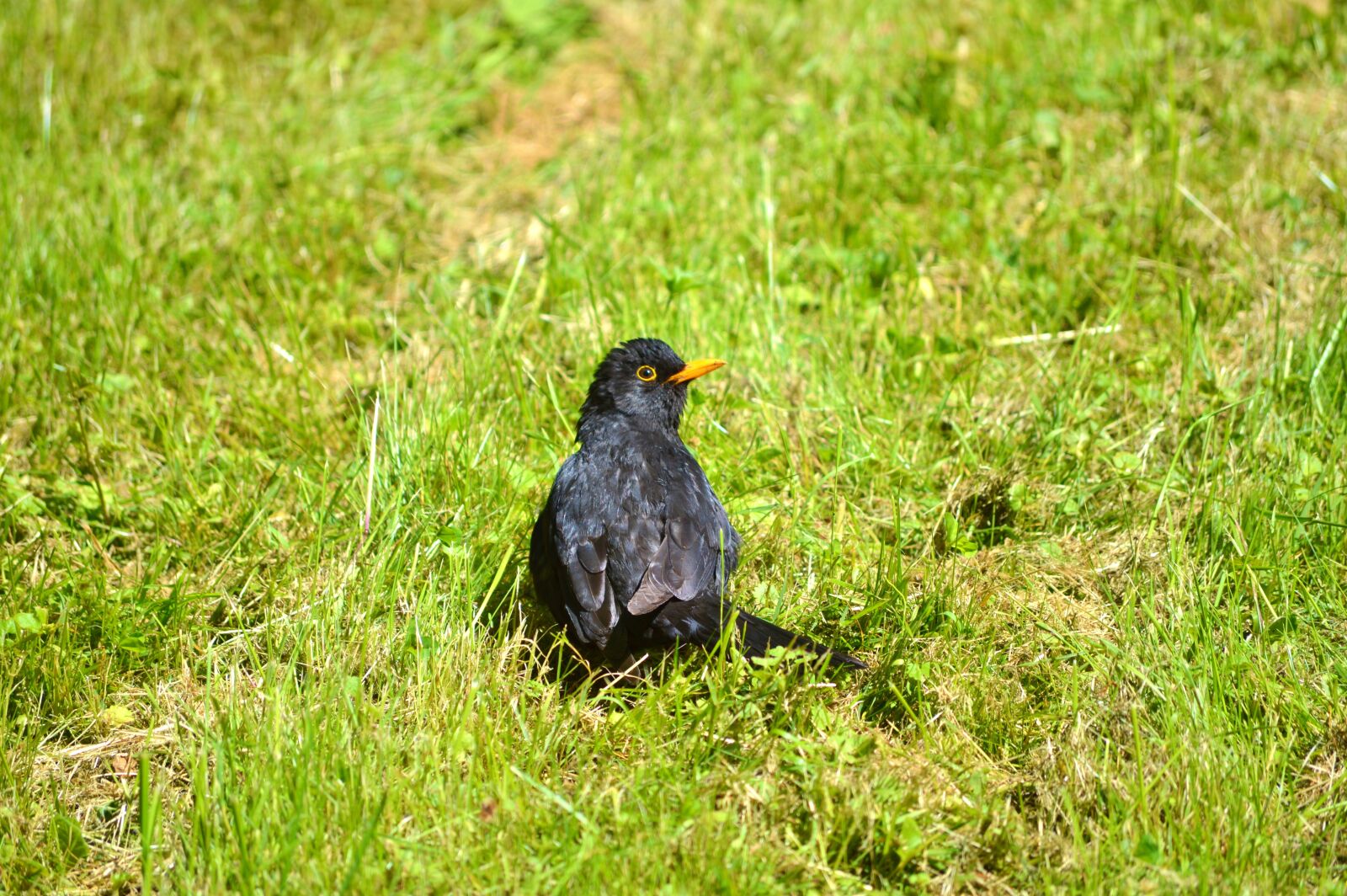Nikon D3200 sample photo. Blackbird, bird, songbird photography