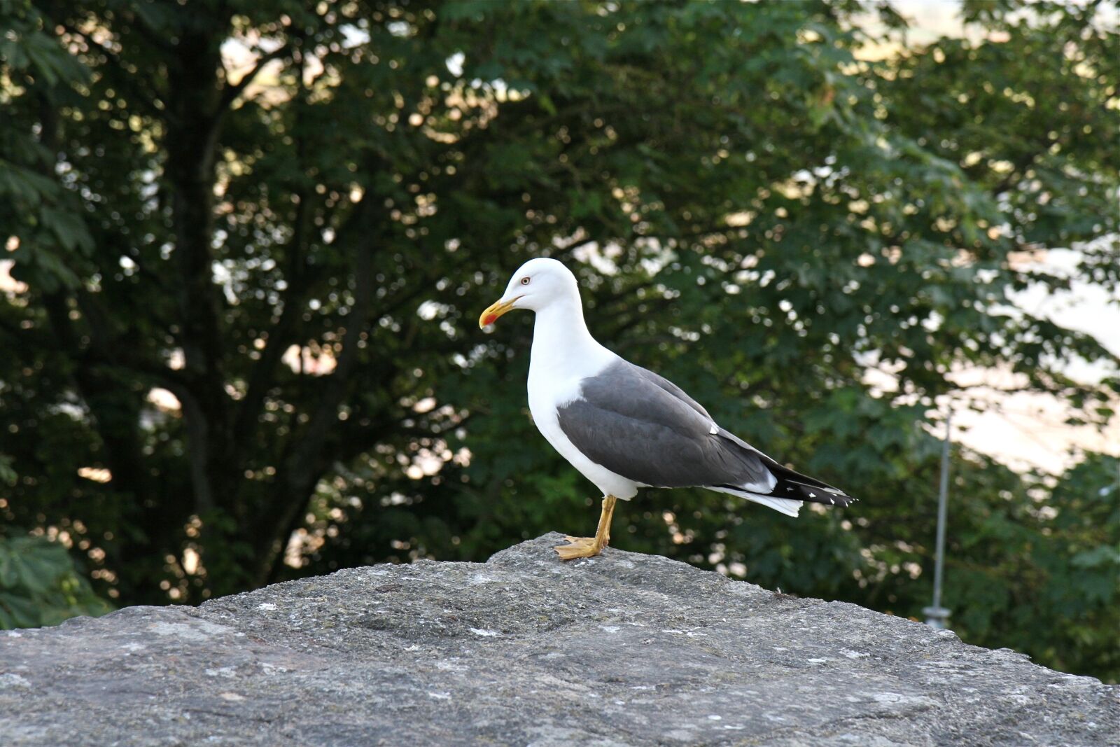 Canon EOS 30D sample photo. Gull, seagull, bird photography