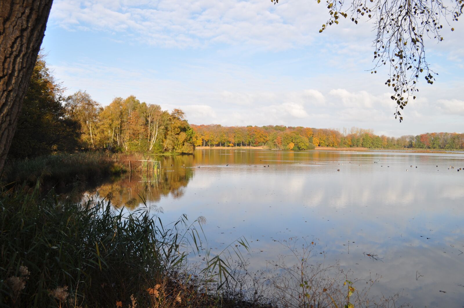 Nikon D5000 sample photo. Nature, water, trees photography
