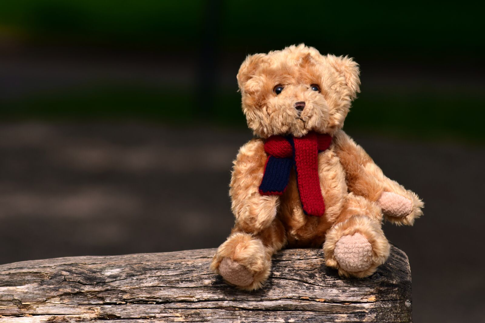 Nikon D3300 sample photo. Bear, teddy, teddy bear photography