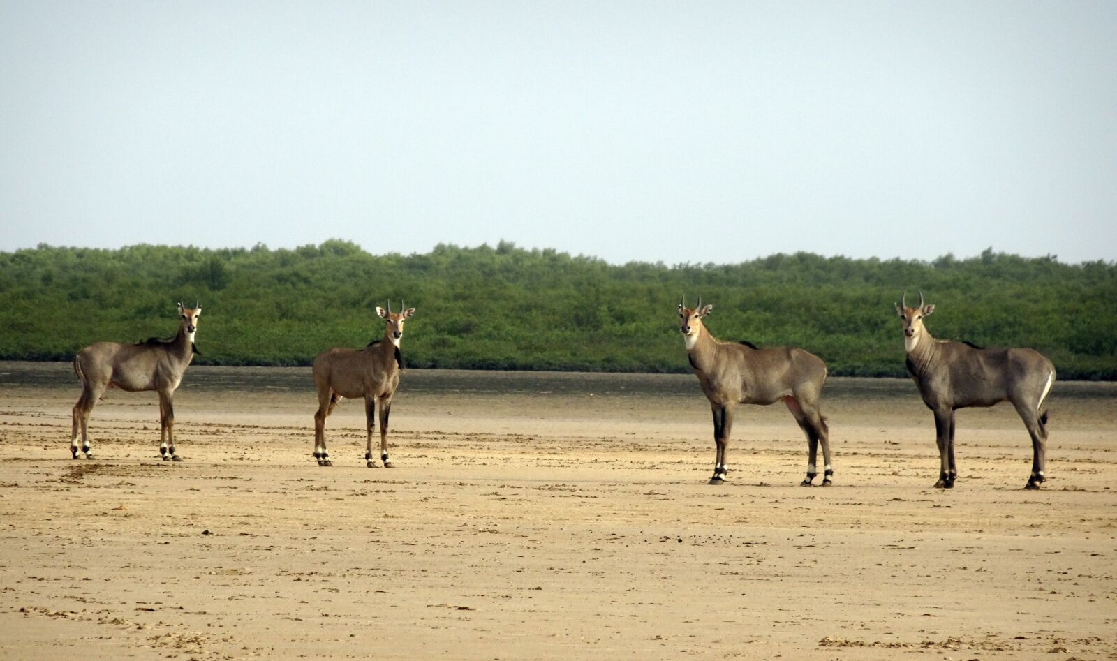 Sony Cyber-shot DSC-HX90V sample photo. Nilgai, antelope, animal photography