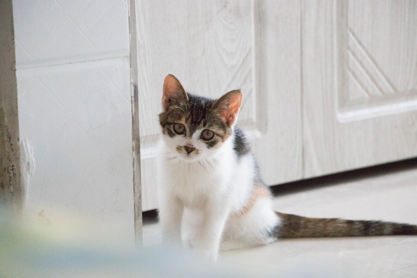 Canon EOS 70D sample photo. Cat, lurking, kitten photography