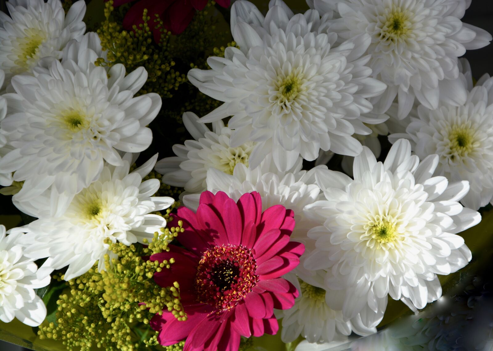 Nikon D5200 sample photo. Flowers, white, red flower photography