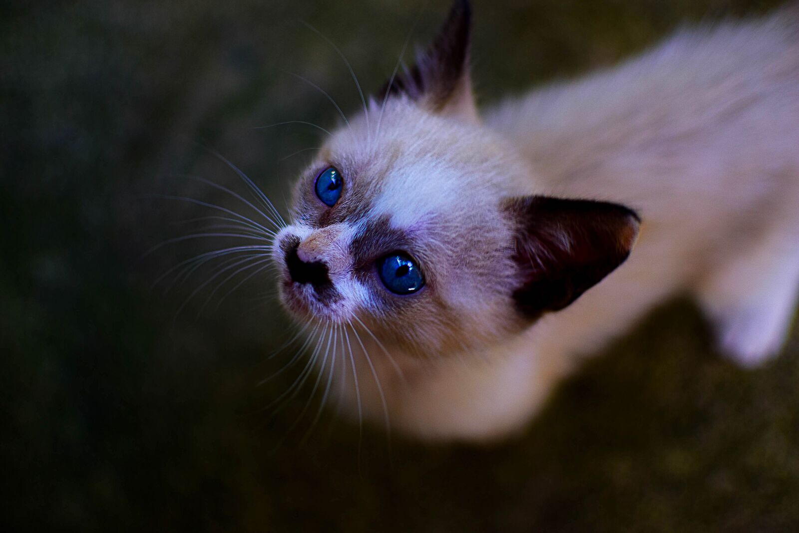 Nikon D5300 sample photo. Cat, kitten, animals photography