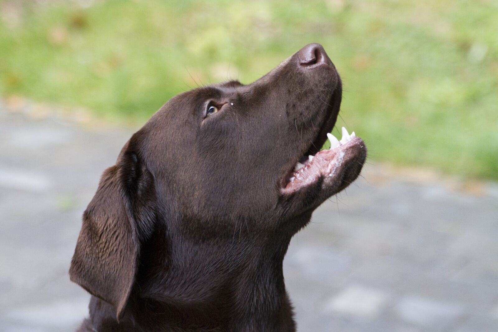 Canon EOS 7D sample photo. Dog, labrador, retriever photography