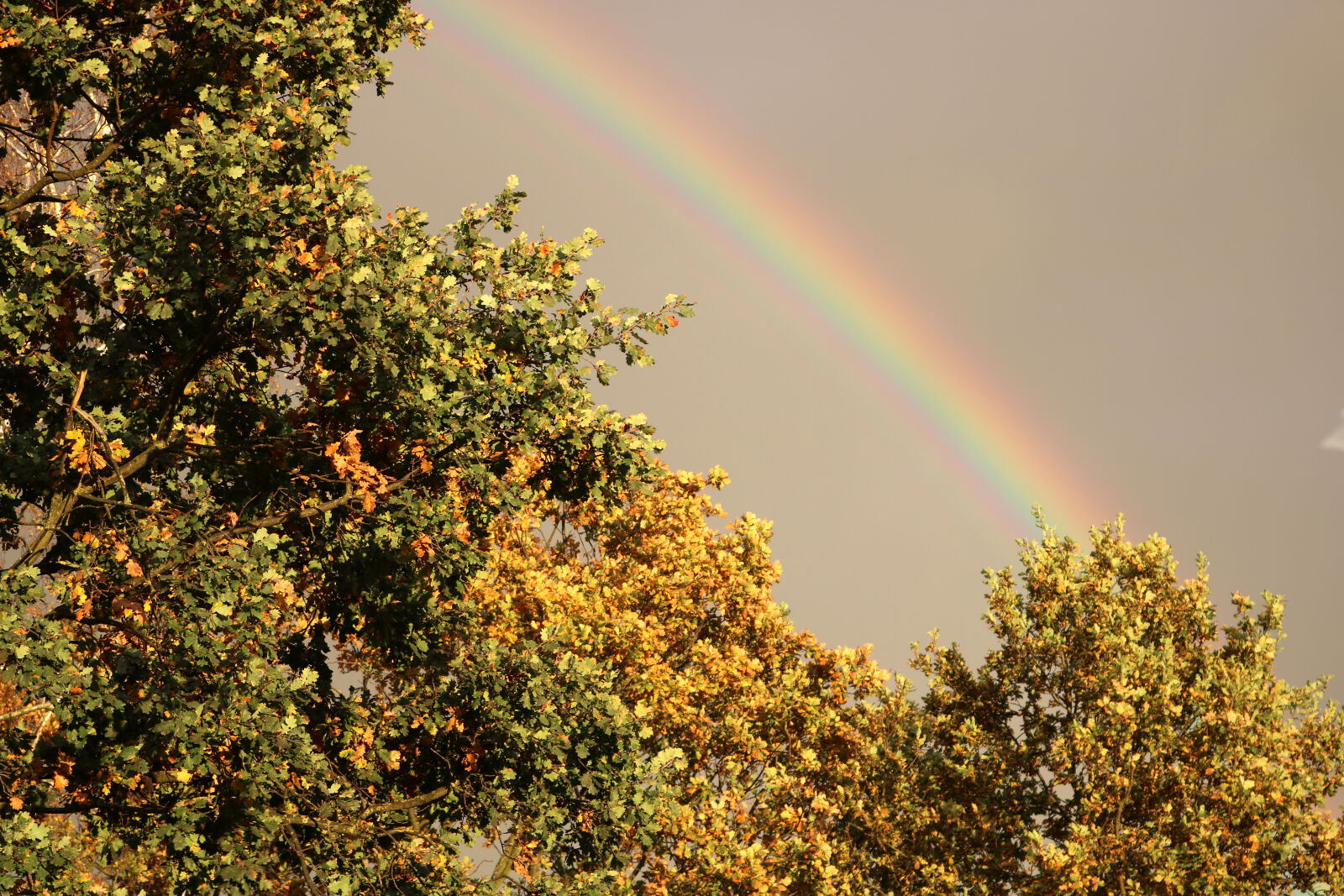 Canon EOS 750D (EOS Rebel T6i / EOS Kiss X8i) sample photo. Rainbow, trees photography
