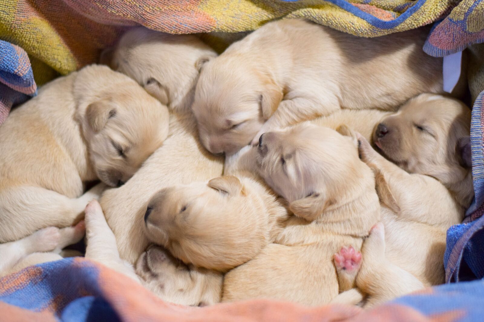 Nikon D3300 sample photo. Pug, puppy, dog photography