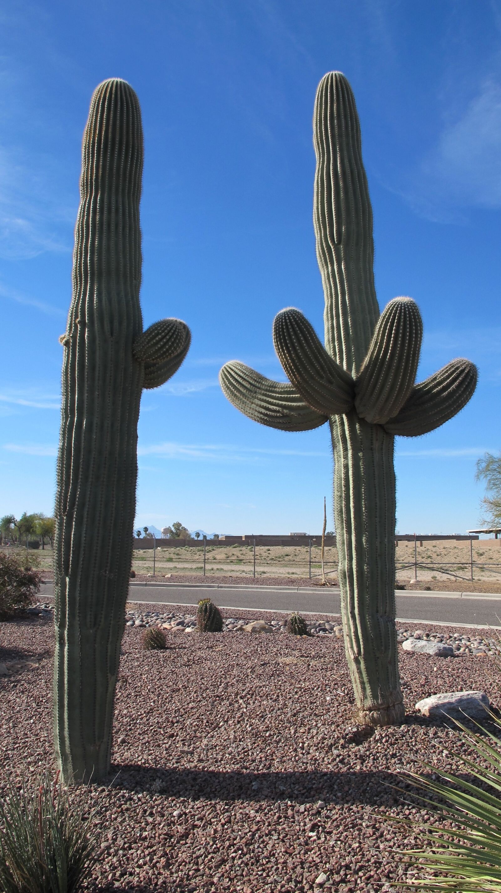 Canon PowerShot G12 sample photo. Saguaro, desert plants, cactus photography