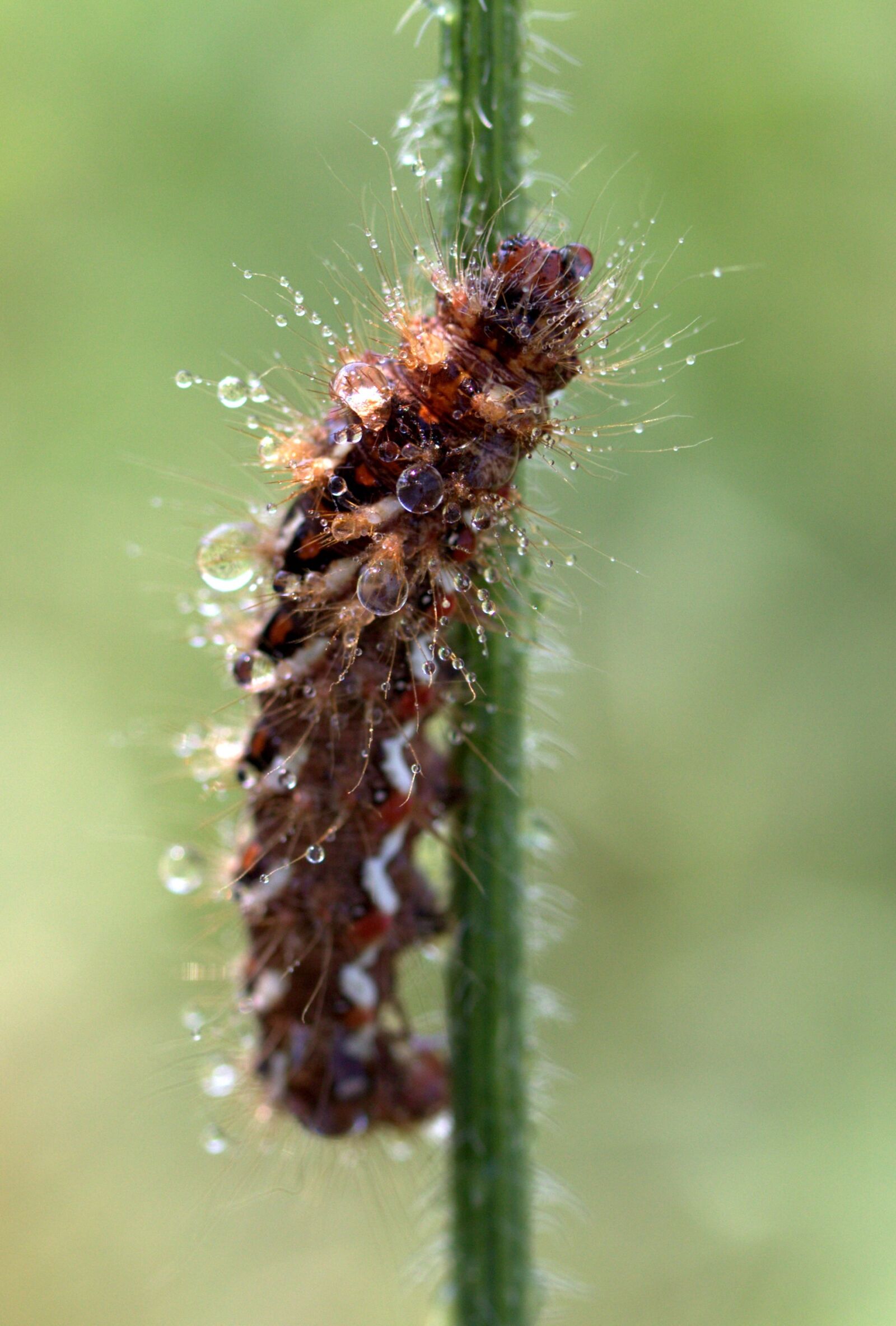 Canon EF-S 60mm F2.8 Macro USM sample photo. Caterpillar, the larva, wet photography