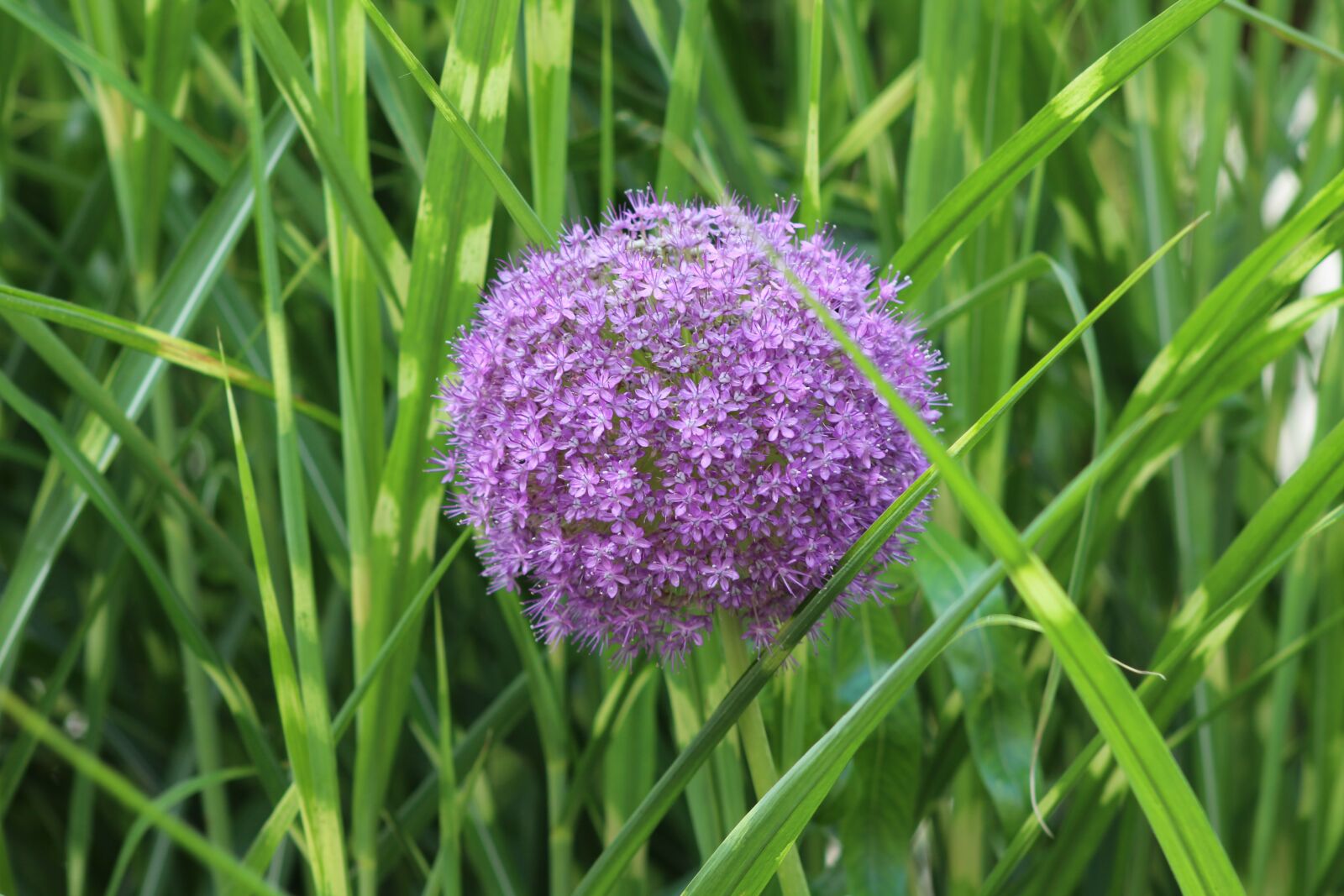 Canon EF75-300mm f/4-5.6 sample photo. Flowers, herbs, nature photography