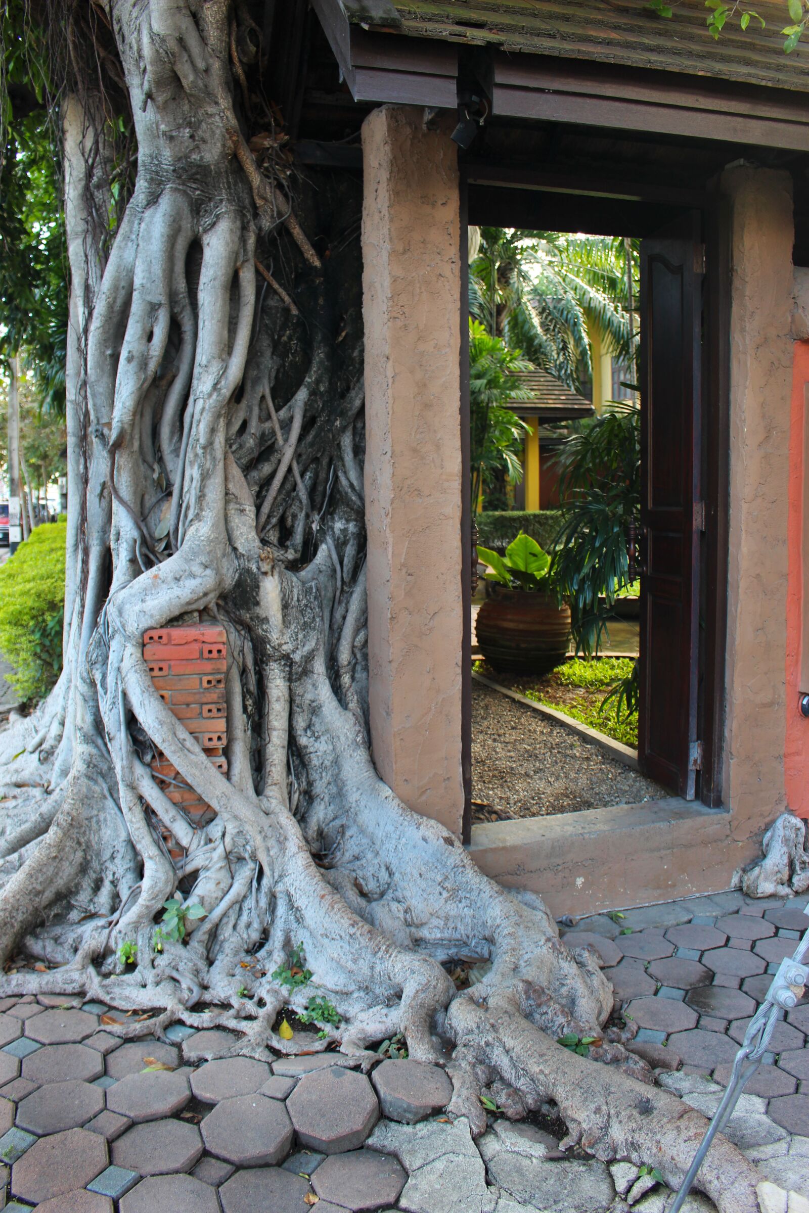 Canon EOS 700D (EOS Rebel T5i / EOS Kiss X7i) sample photo. Tree roots, overgrown, tree photography