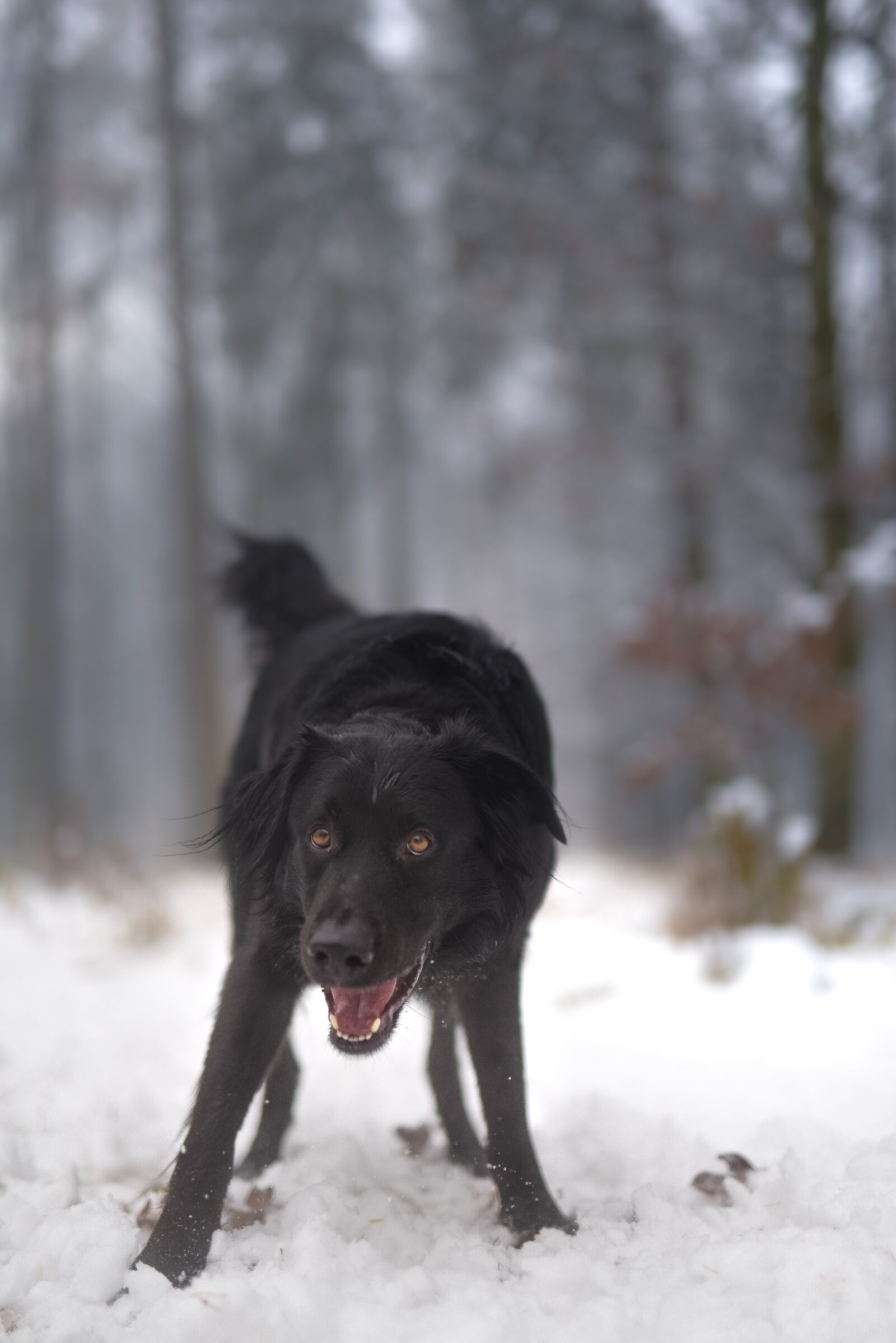 Nikon D750 sample photo. Dog, winter, snow photography