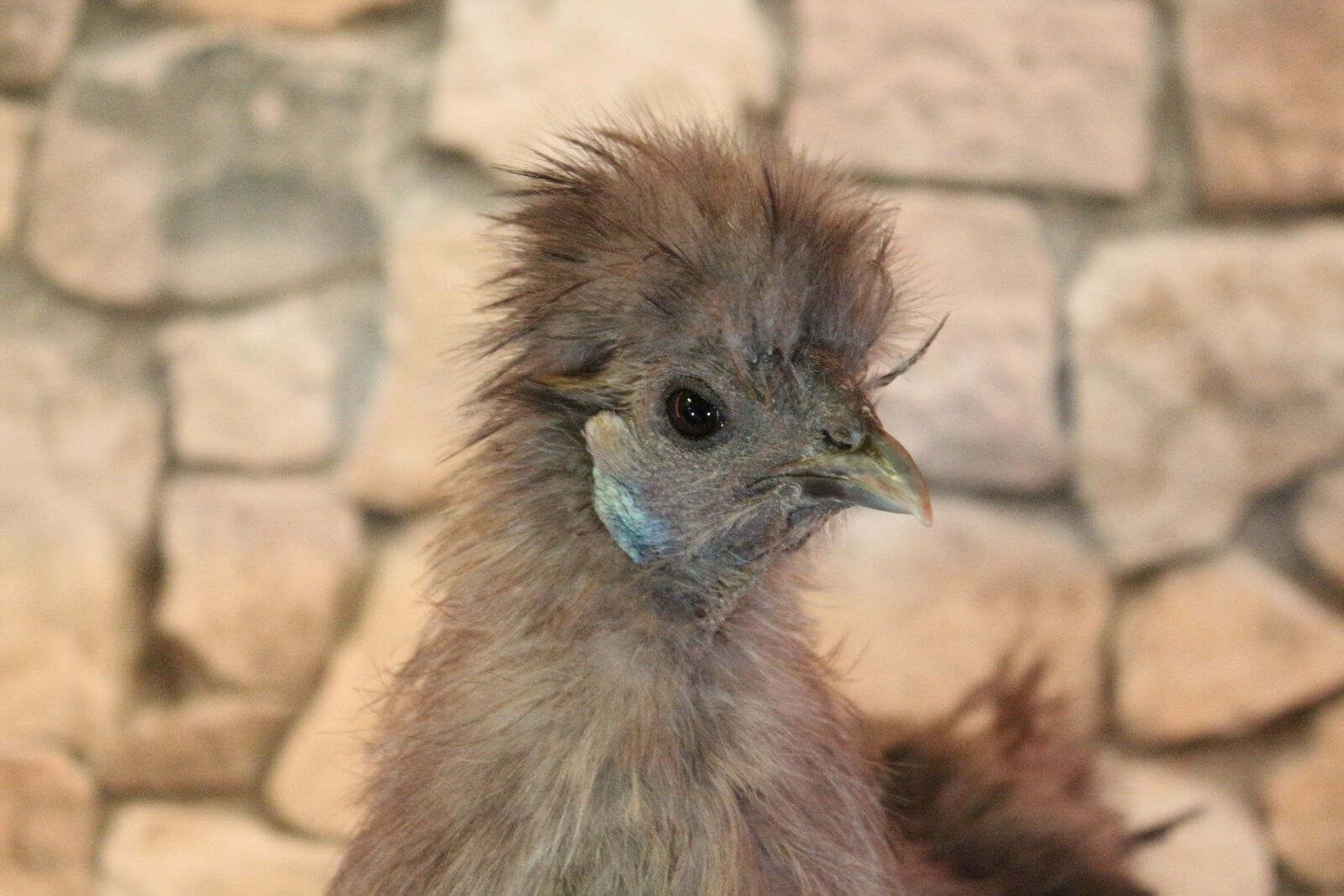 Canon EF-S 18-55mm F3.5-5.6 IS sample photo. Chicken, feather, close photography